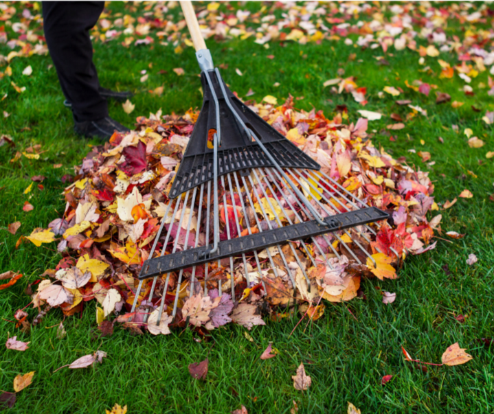 Close-up of a person holding rake gathering red, yellow, and orange leaves on a green lawn