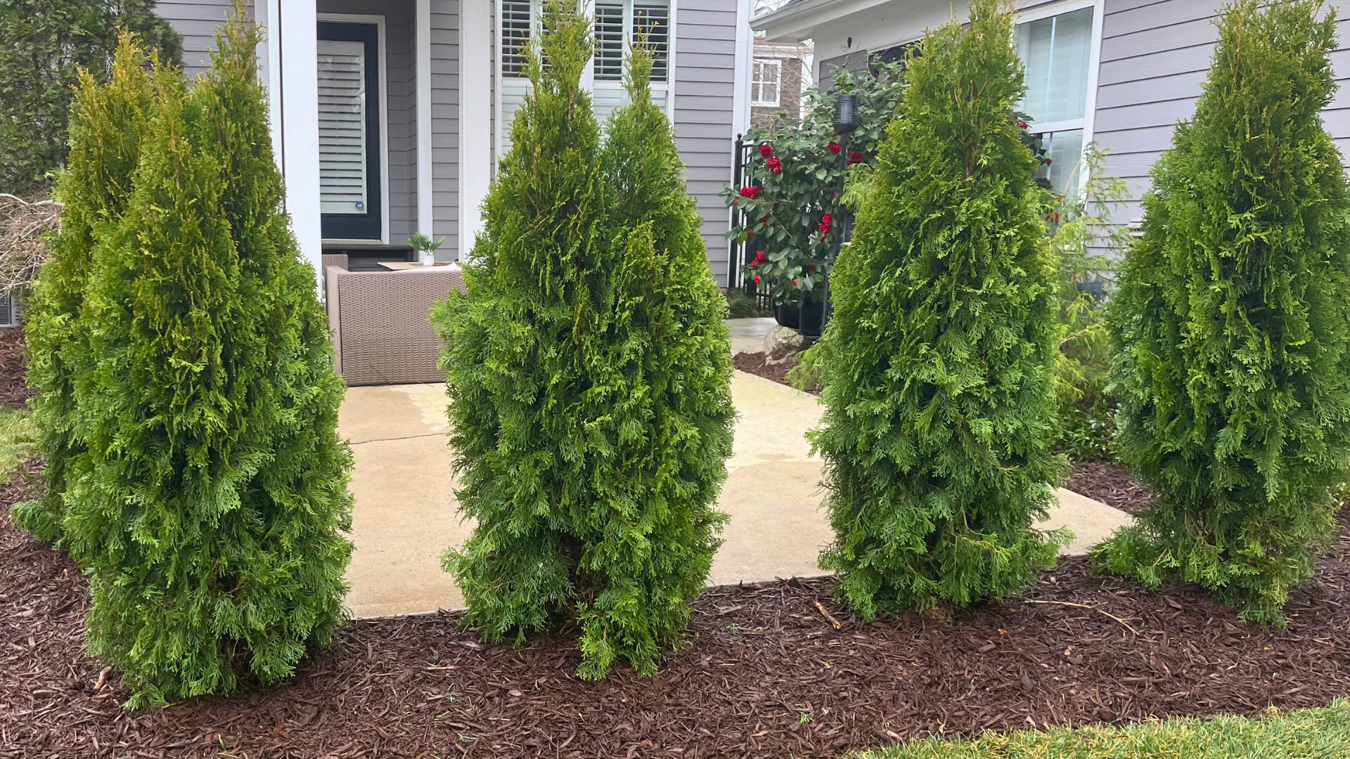 Tall evergreen shrubs arranged in a mulched landscape bed bordering a concrete patio outside a modern gray house
