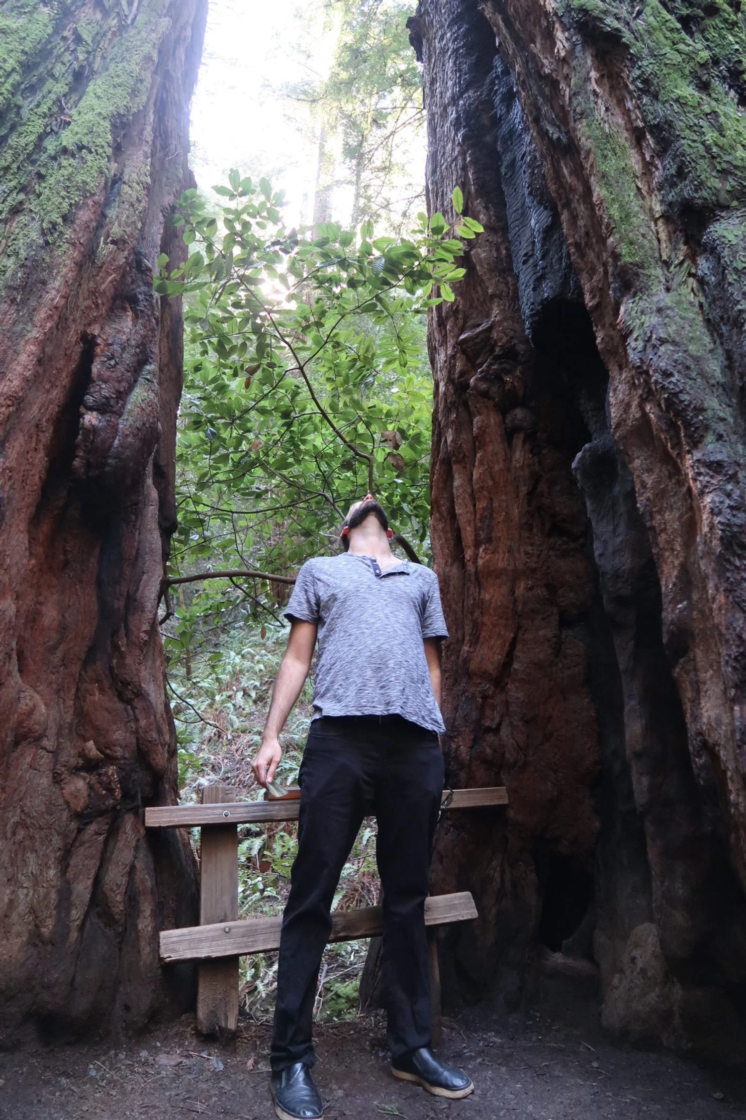 muir woods