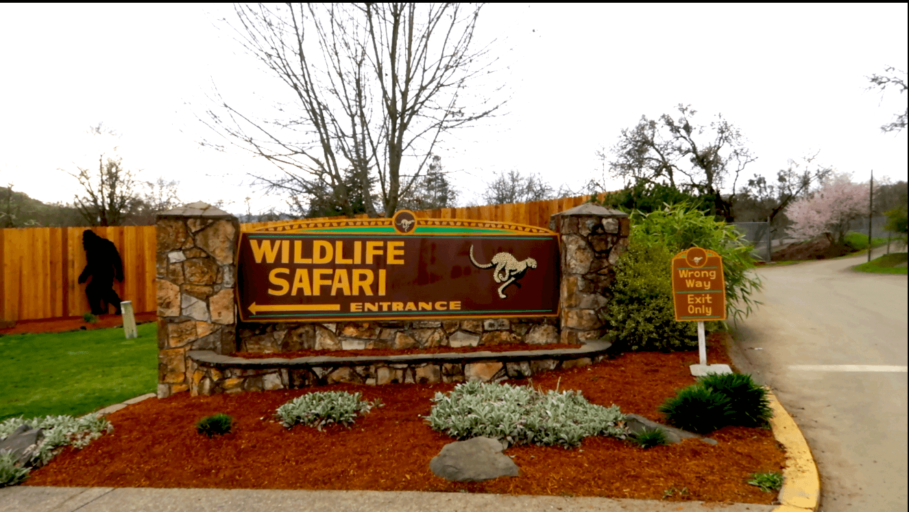 wildlife safari winston oregon