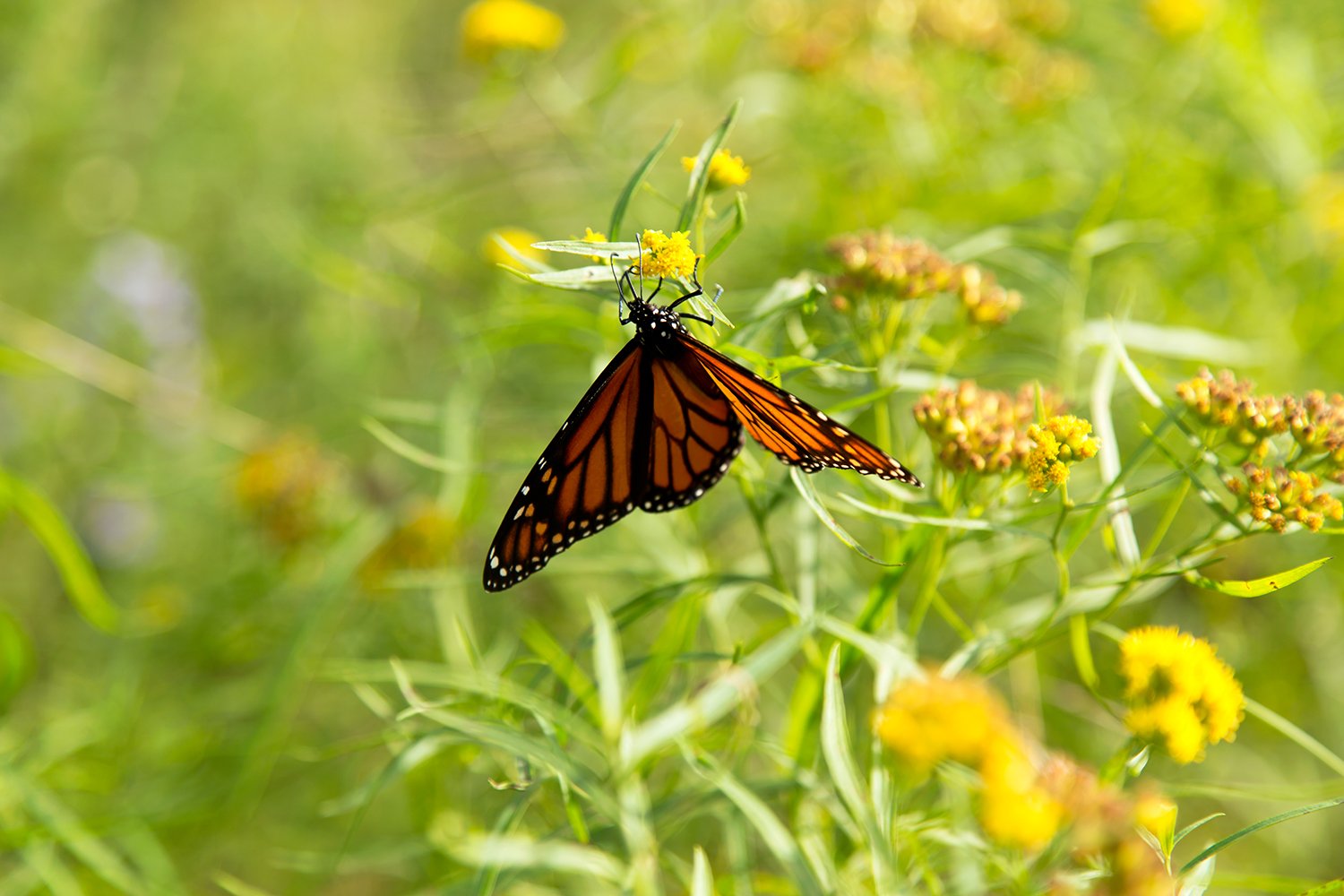   Agloe, NY (Monarch Butterfly (Danaus Plexippus&nbsp;#1)  Photographic documentation 