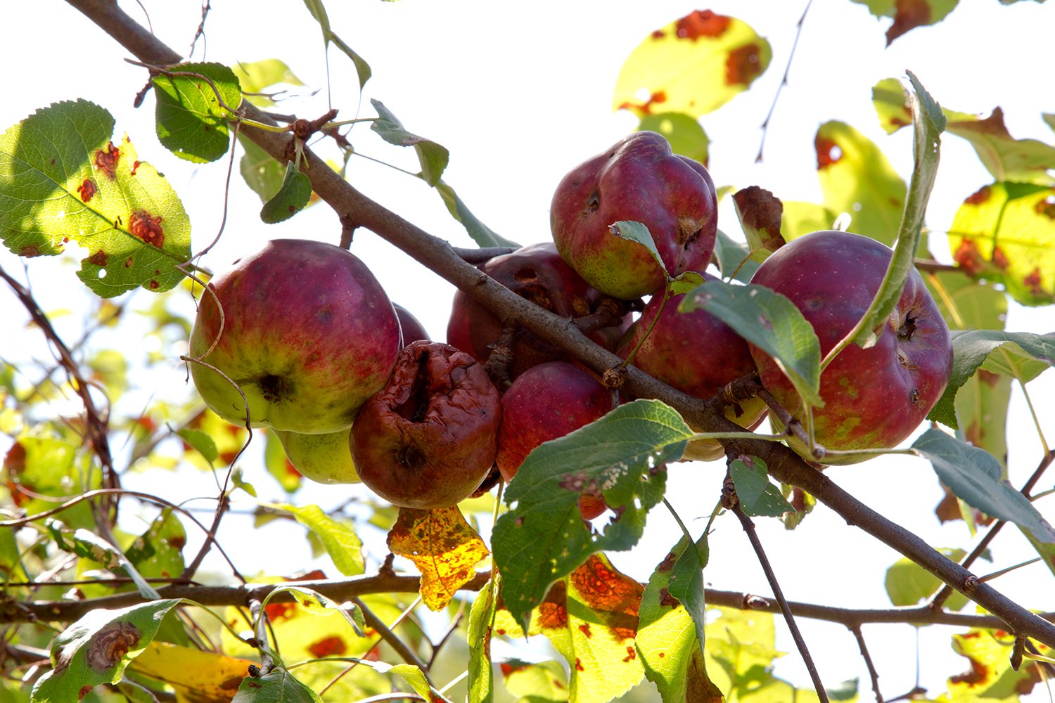   Agloe, NY, Red Apple Tree Bunch (Malus Domestica)&nbsp;#1  Photographic documentation 