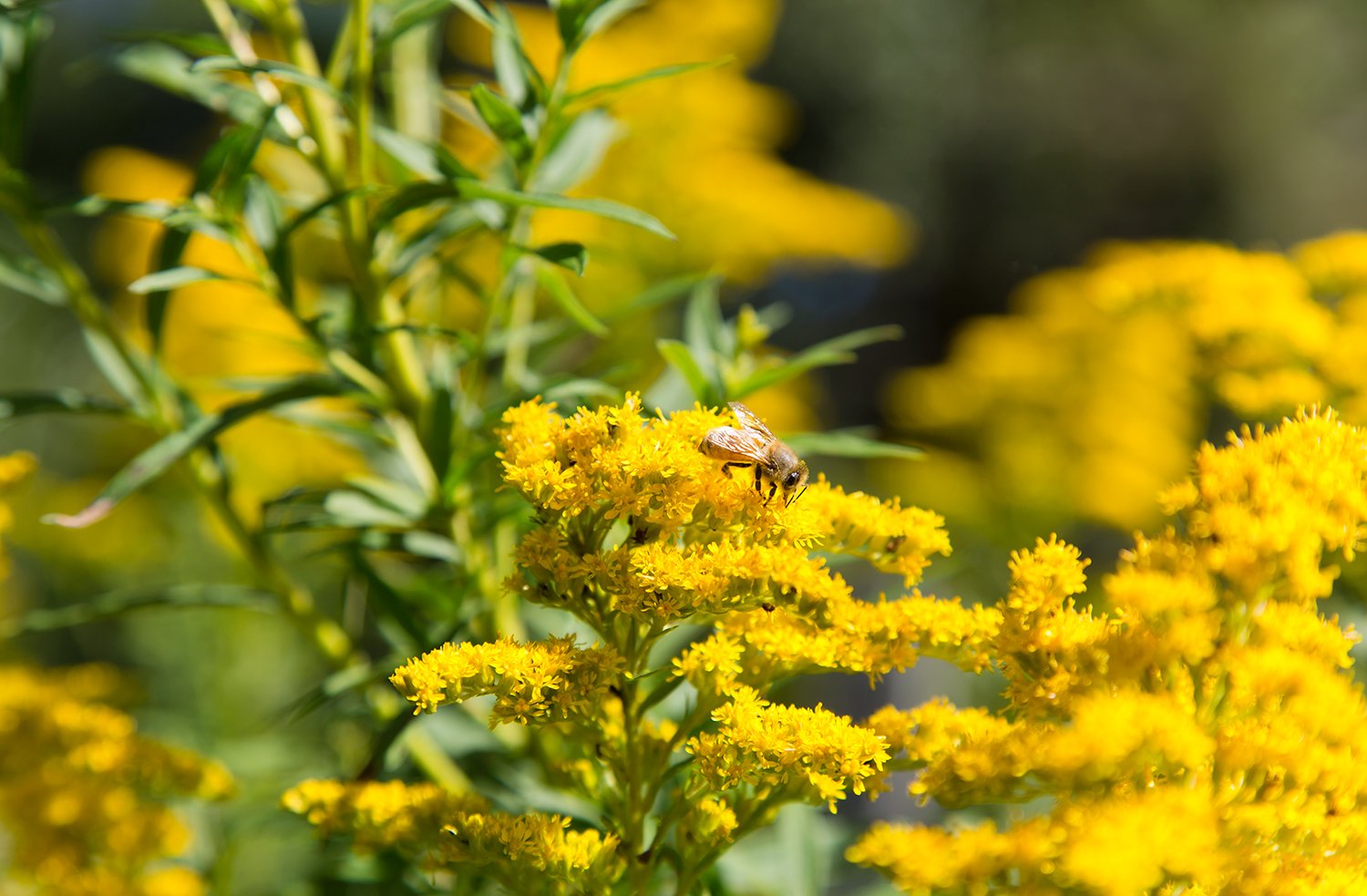   Agloe, NY, Western Honey Bee (Apis Mellifera) collecting pollen from Sweet Goldenrod (Solidago Odora)&nbsp;#1   Photographic documentation 