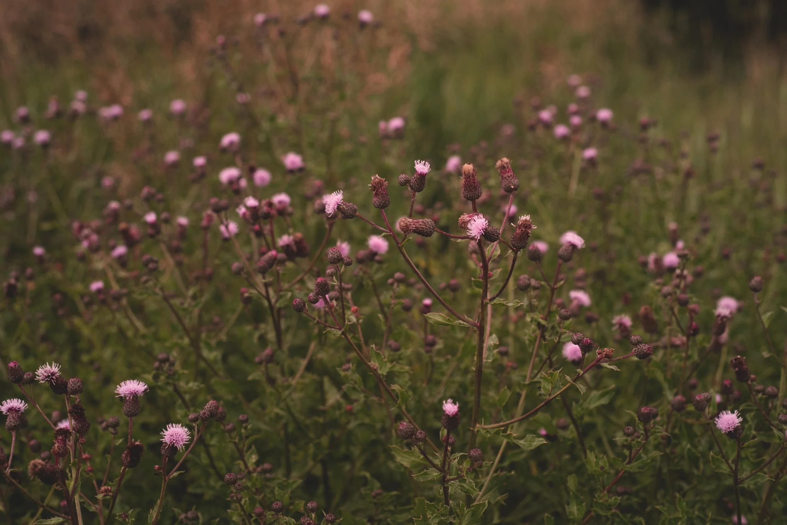 810_5819-Edit.jpg