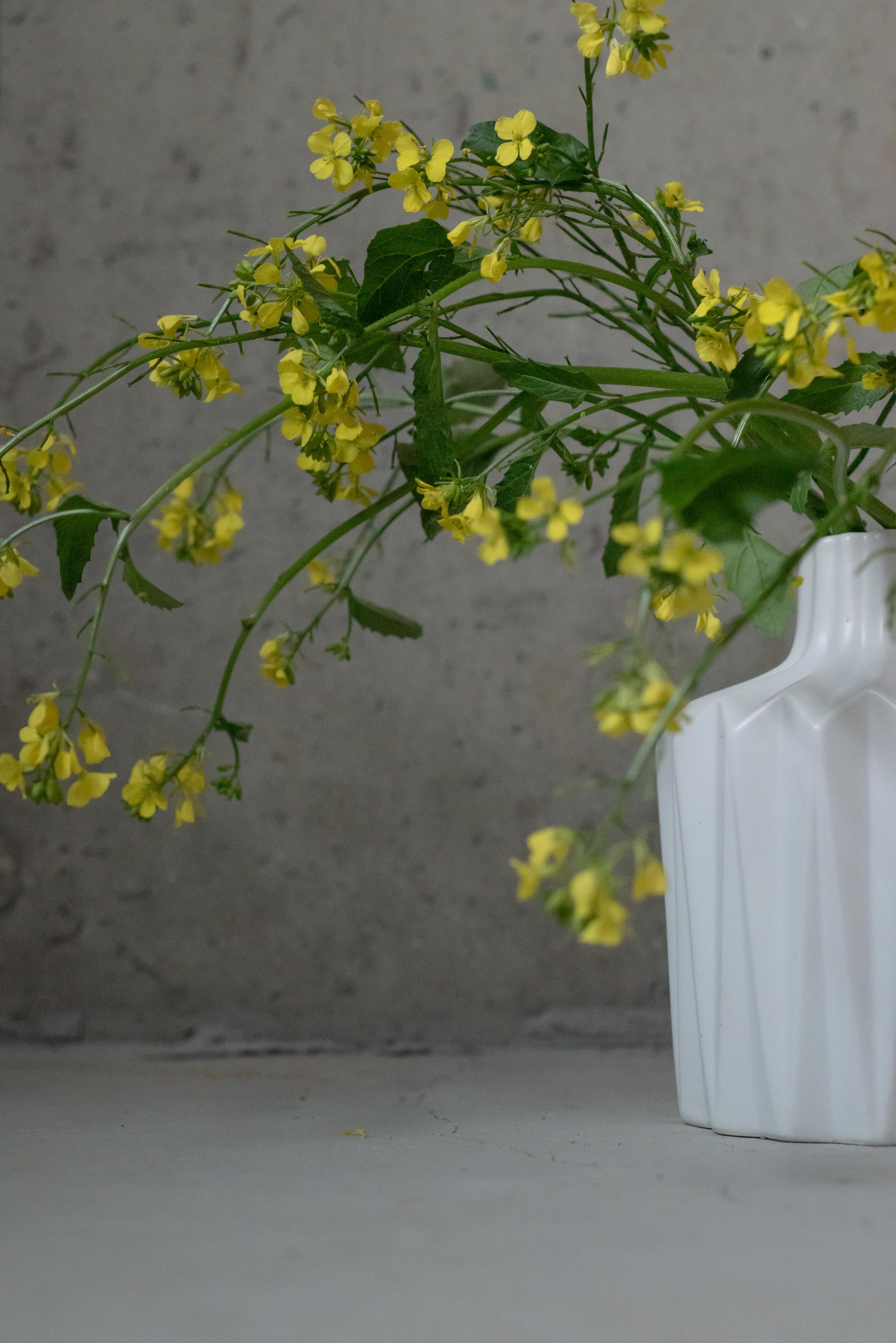 celandine for ritual