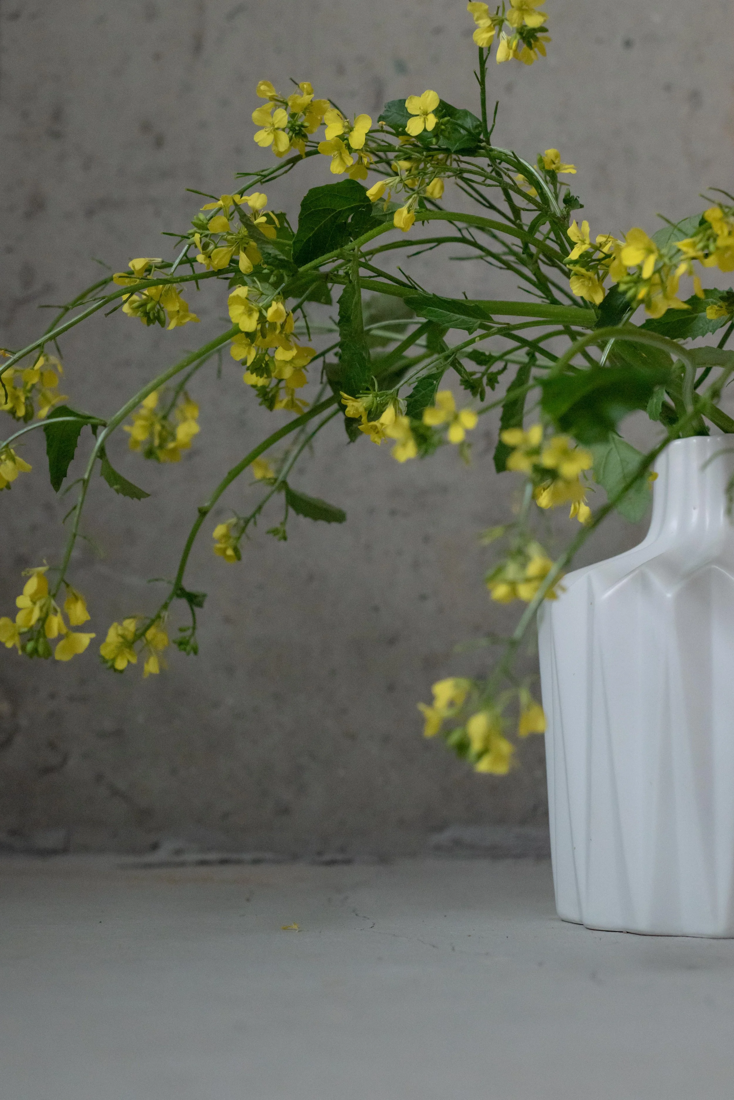 Celandine flowers in a white vase