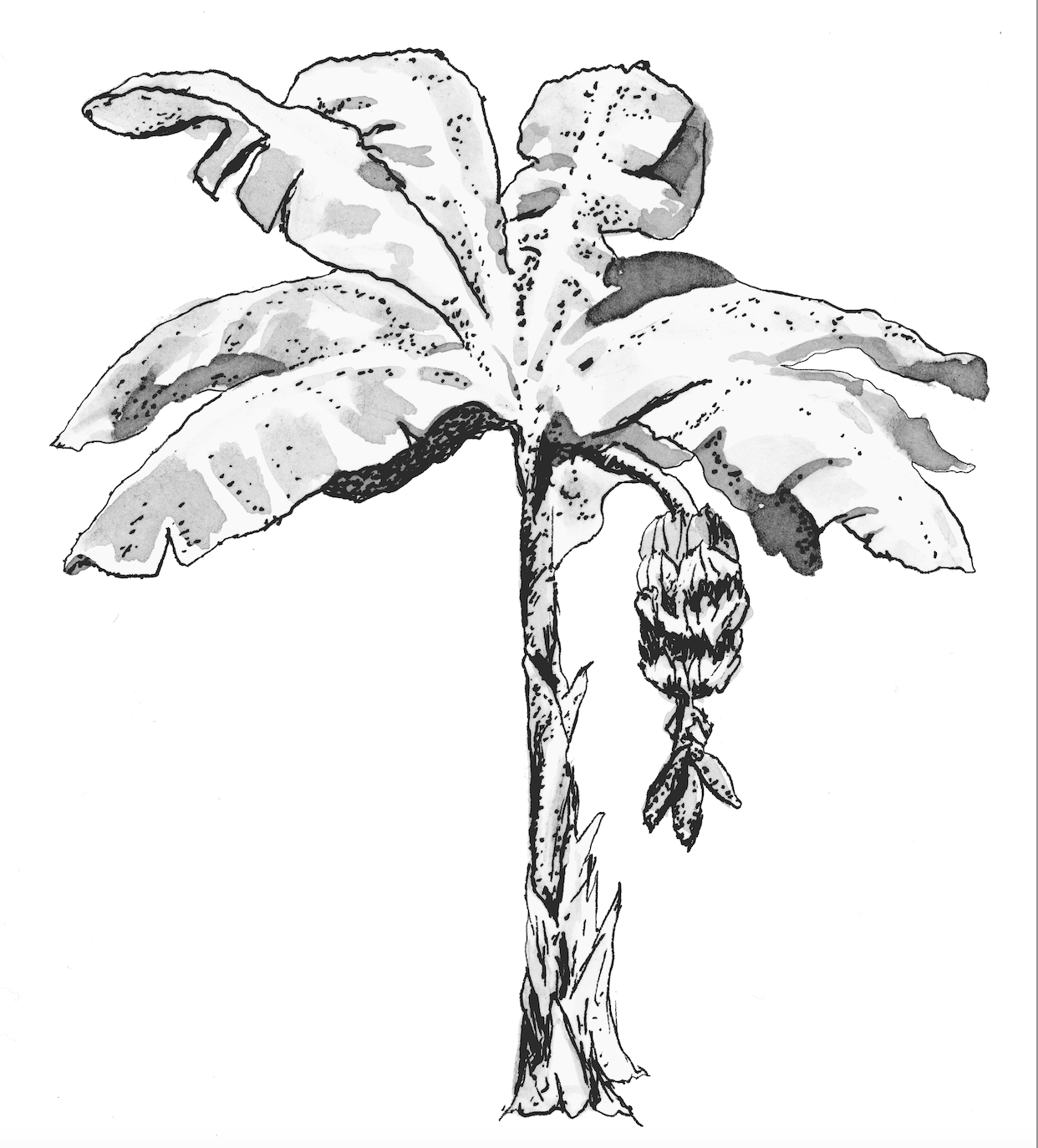  Banana Plant, from the book  Blight: Fungi and the Coming Pandemic , by Emily Monosson (Norton 2023) 
