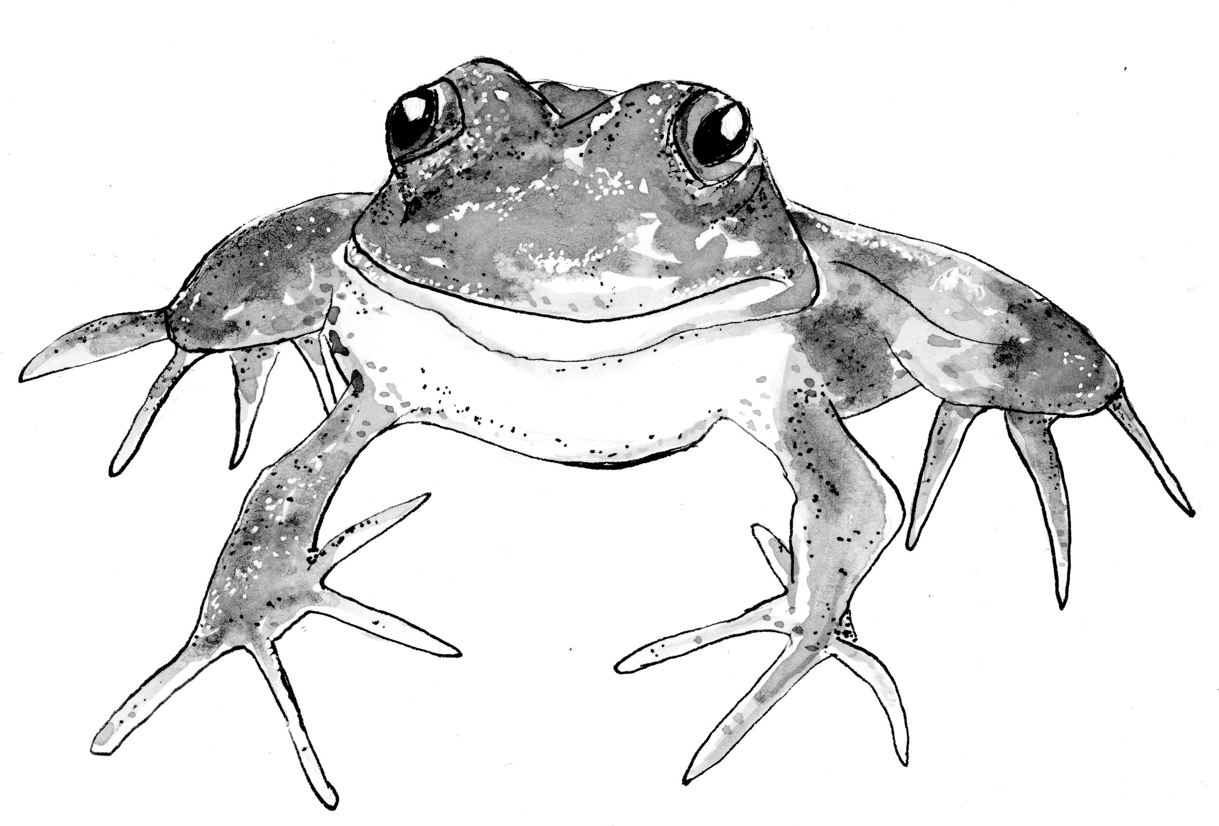  Mountain Yellow-legged Frog, from the book  Blight: Fungi and the Coming Pandemic , by Emily Monosson (Norton 2023) 