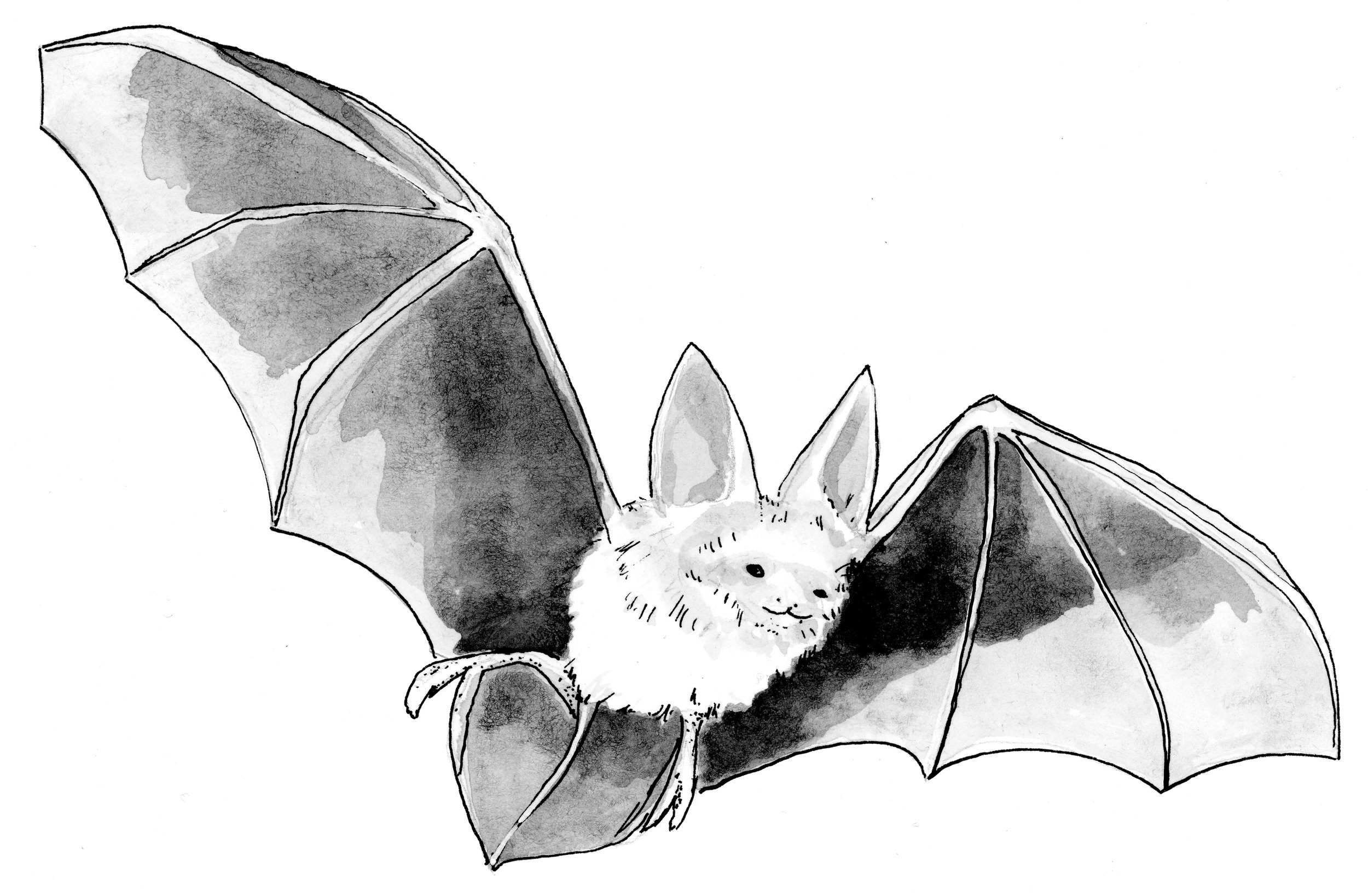  Long-earred Bat, from the book  Blight: Fungi and the Coming Pandemic , by Emily Monosson (Norton 2023) 