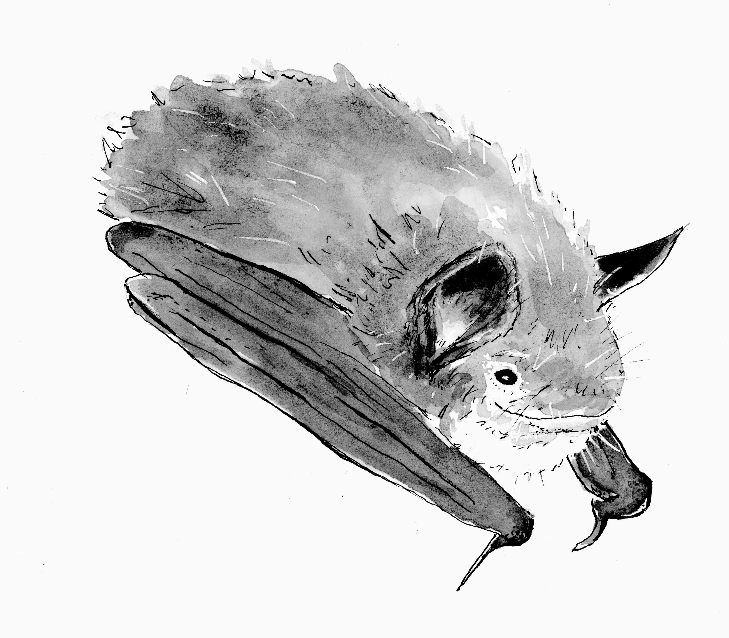  Little Brown Bat, from the book  Blight: Fungi and the Coming Pandemic , by Emily Monosson (Norton 2023) 