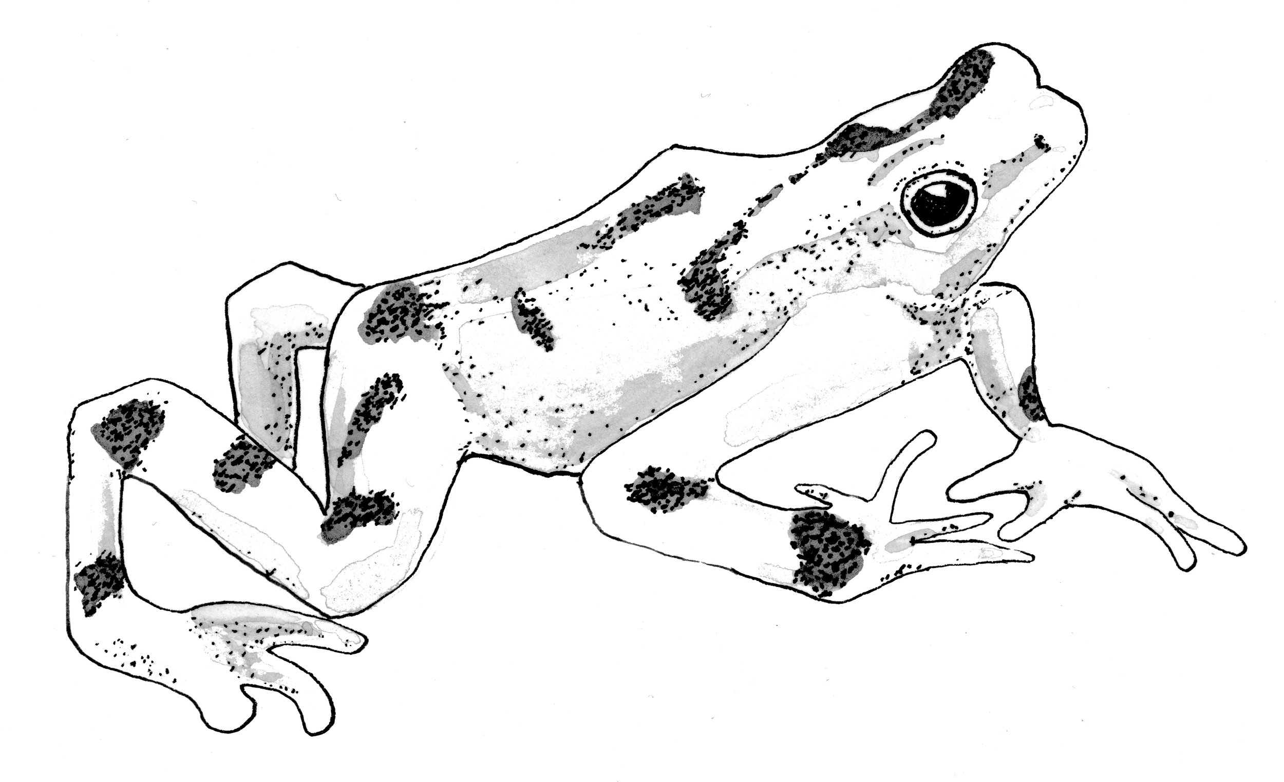  Panamanian Golden Frog, from the book  Blight: Fungi and the Coming Pandemic , by Emily Monosson (Norton 2023) 