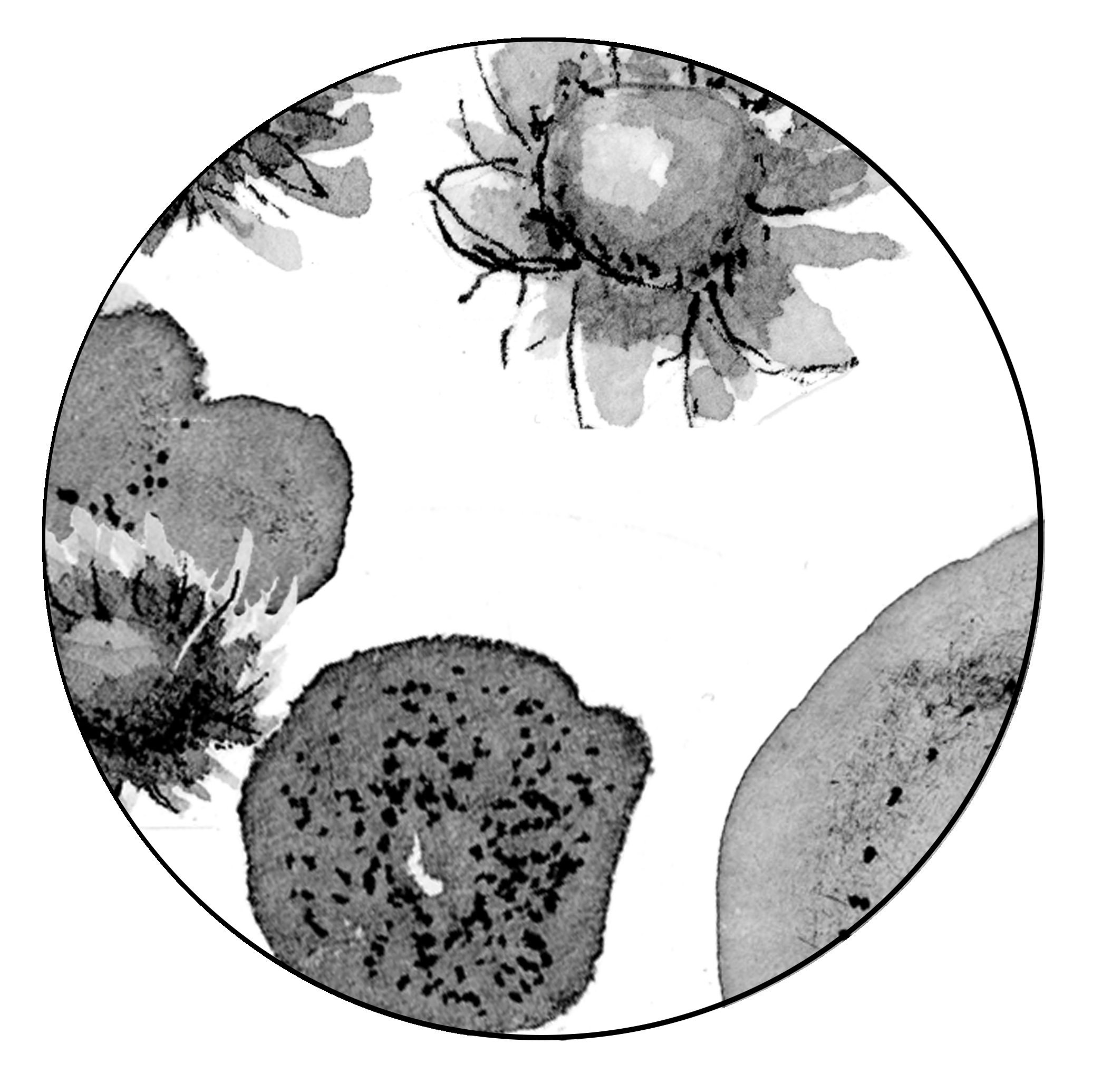  Spores, from the book  Blight: Fungi and the Coming Pandemic , by Emily Monosson (Norton 2023) 