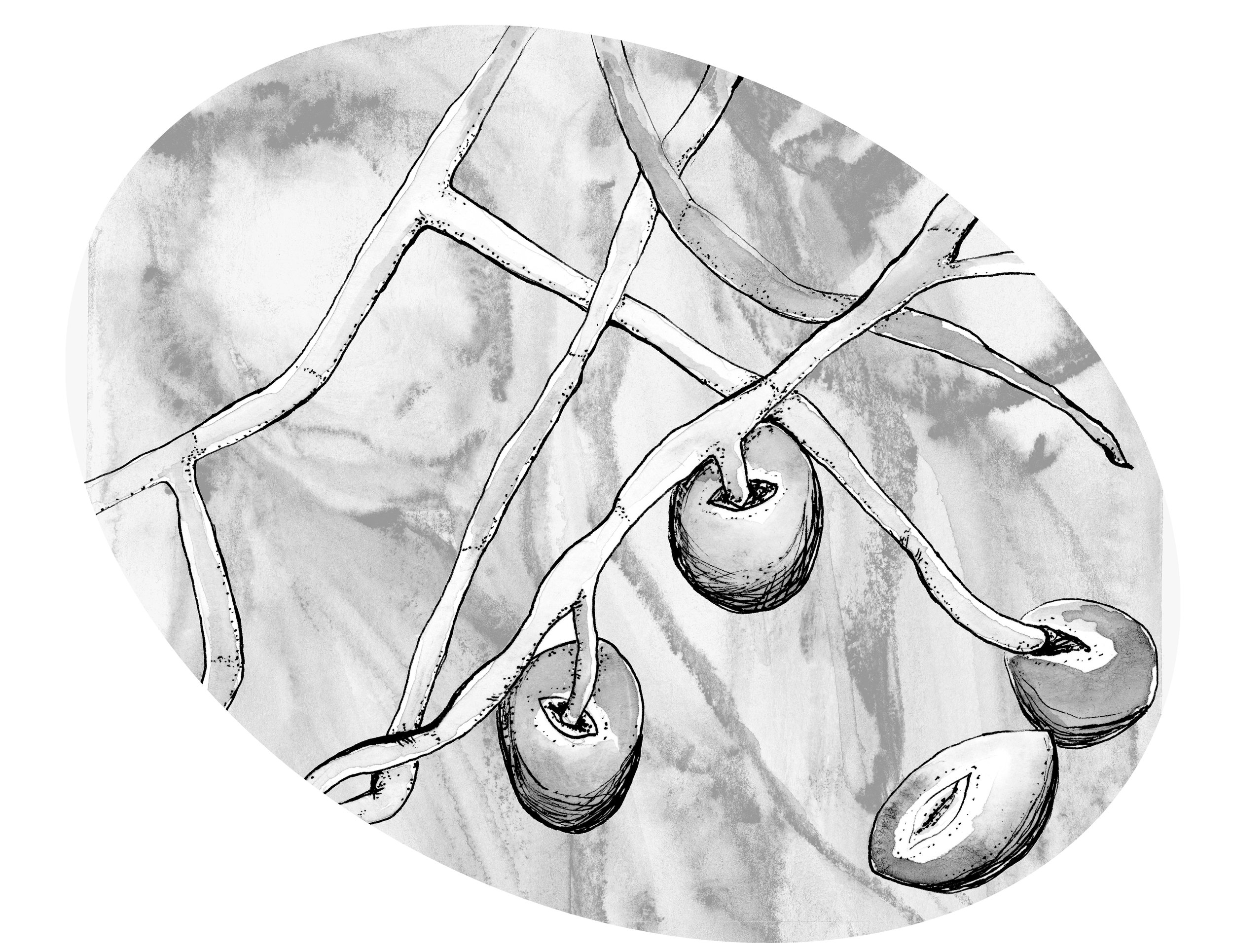  Hypehae Invade the Leaf’s Stomata, from the book  Blight: Fungi and the Coming Pandemic , by Emily Monosson (Norton 2023) 