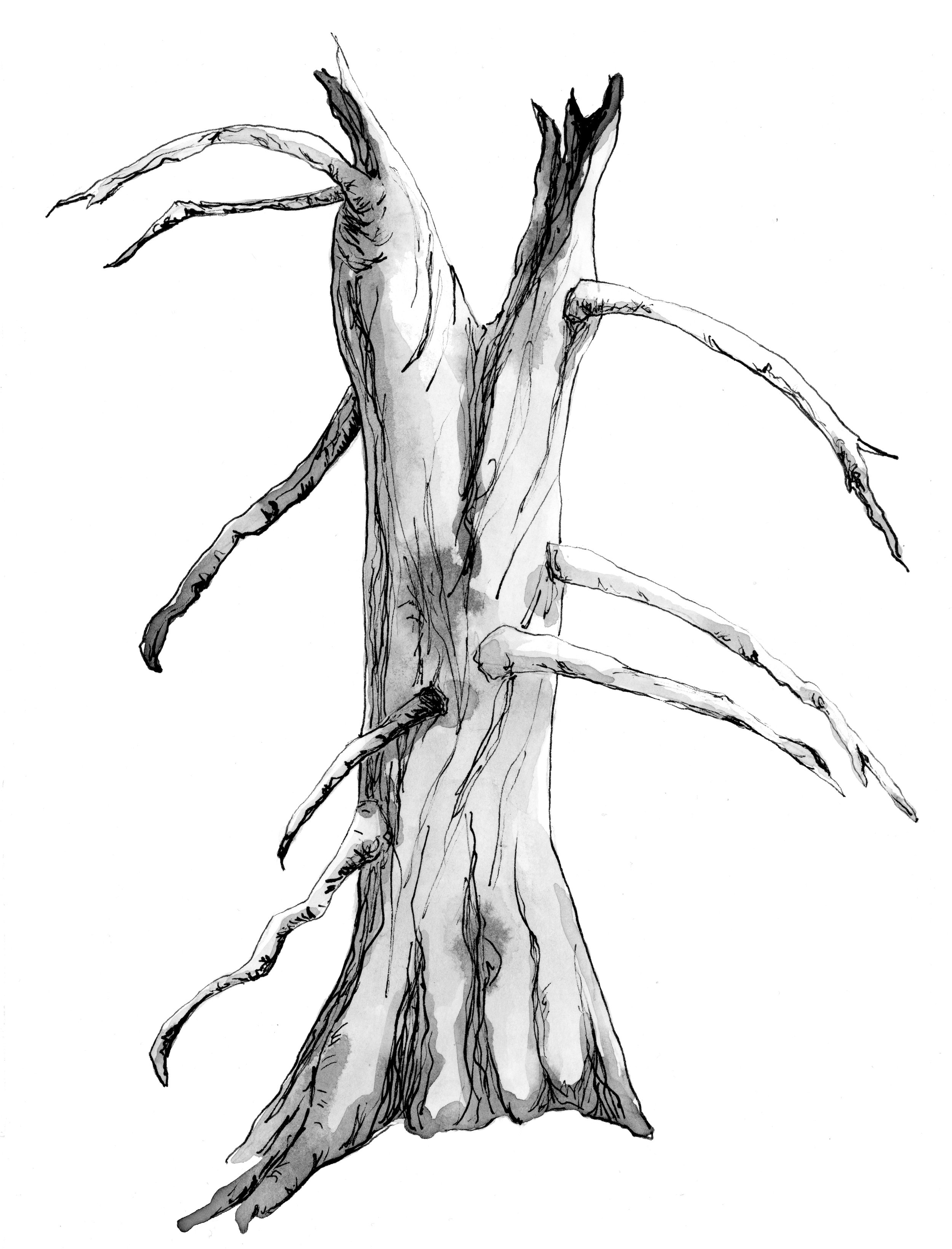  Whitebark Pine Ghost Tree, from the book  Blight: Fungi and the Coming Pandemic , by Emily Monosson (Norton 2023) 