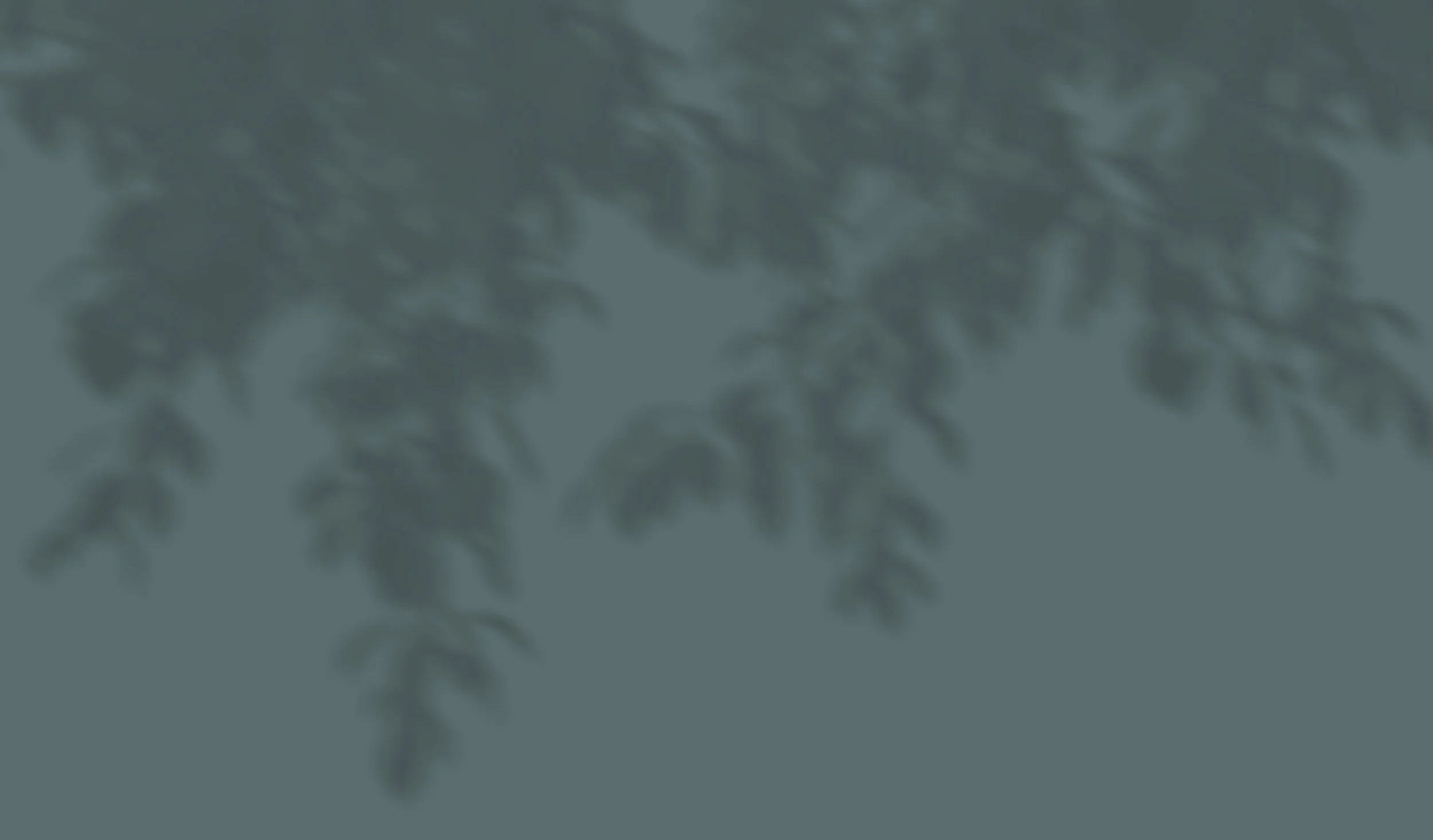 Sombra borrosa de ramas de árbol en un fondo gris azulado