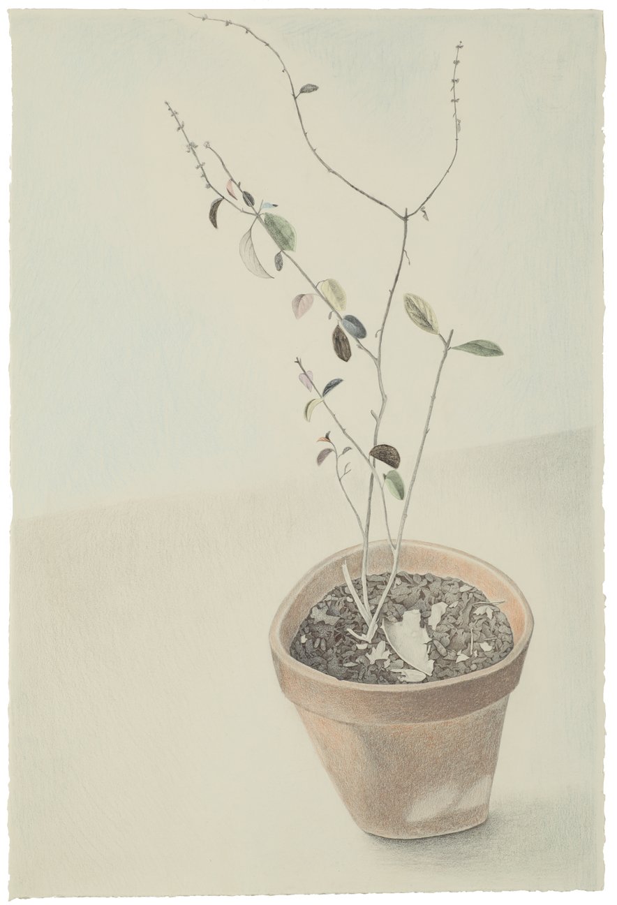 Basil, Color pencil, graphite, pastel, and collage, 24.50 x 16.50 in, 2008-2011