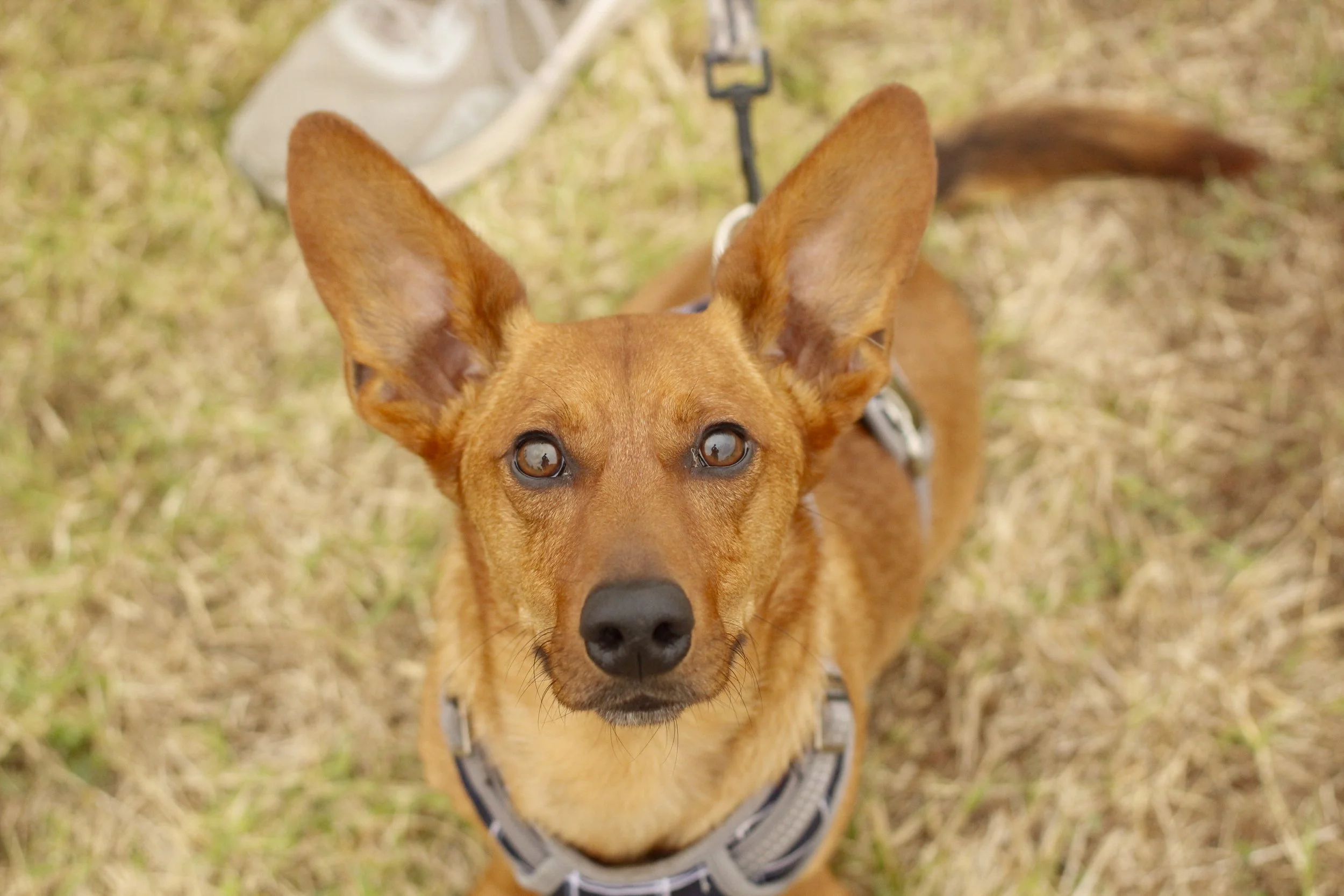 PawtographyWeenieWalk_7395.JPG
