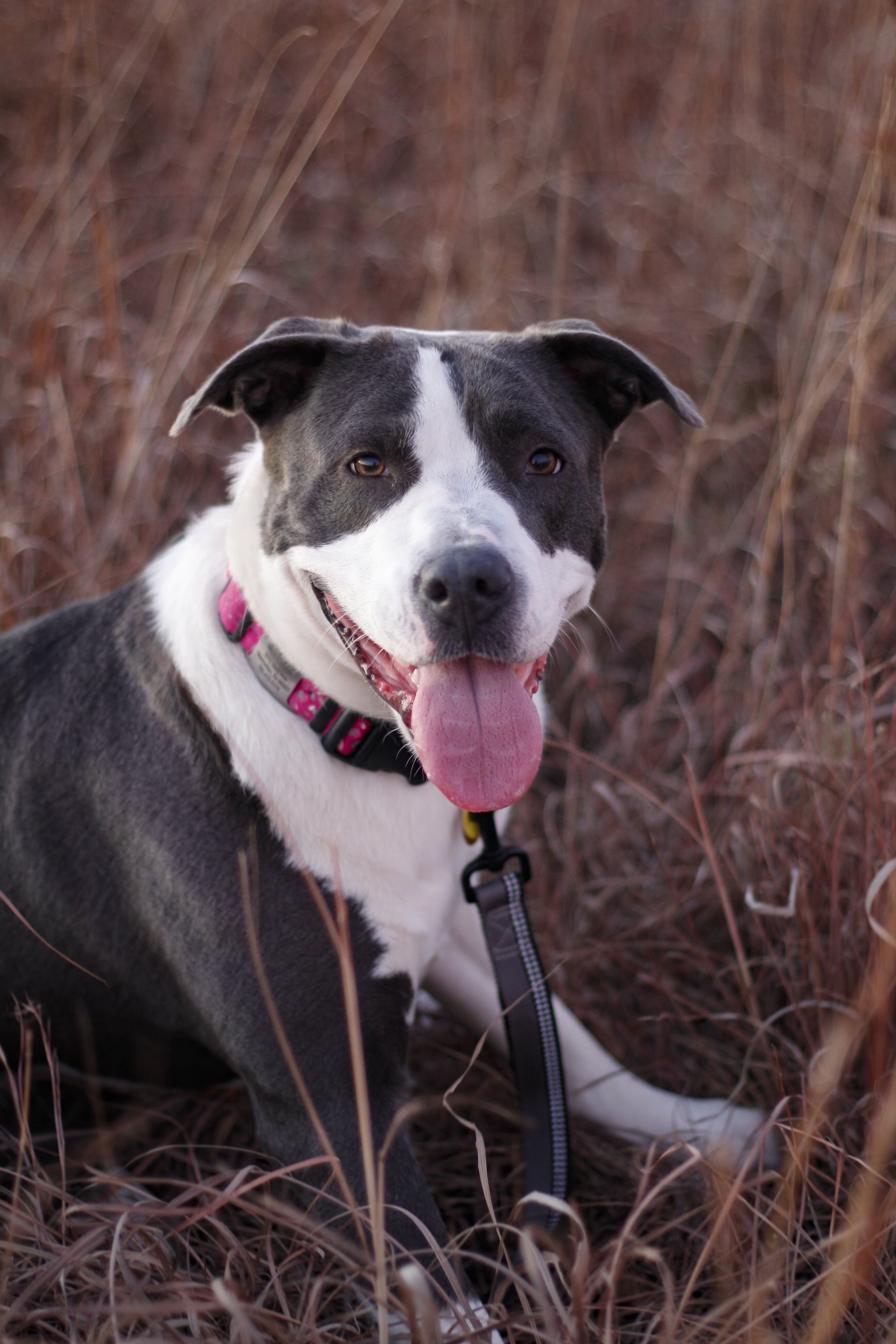 Pawtography_Myalter (9).JPG