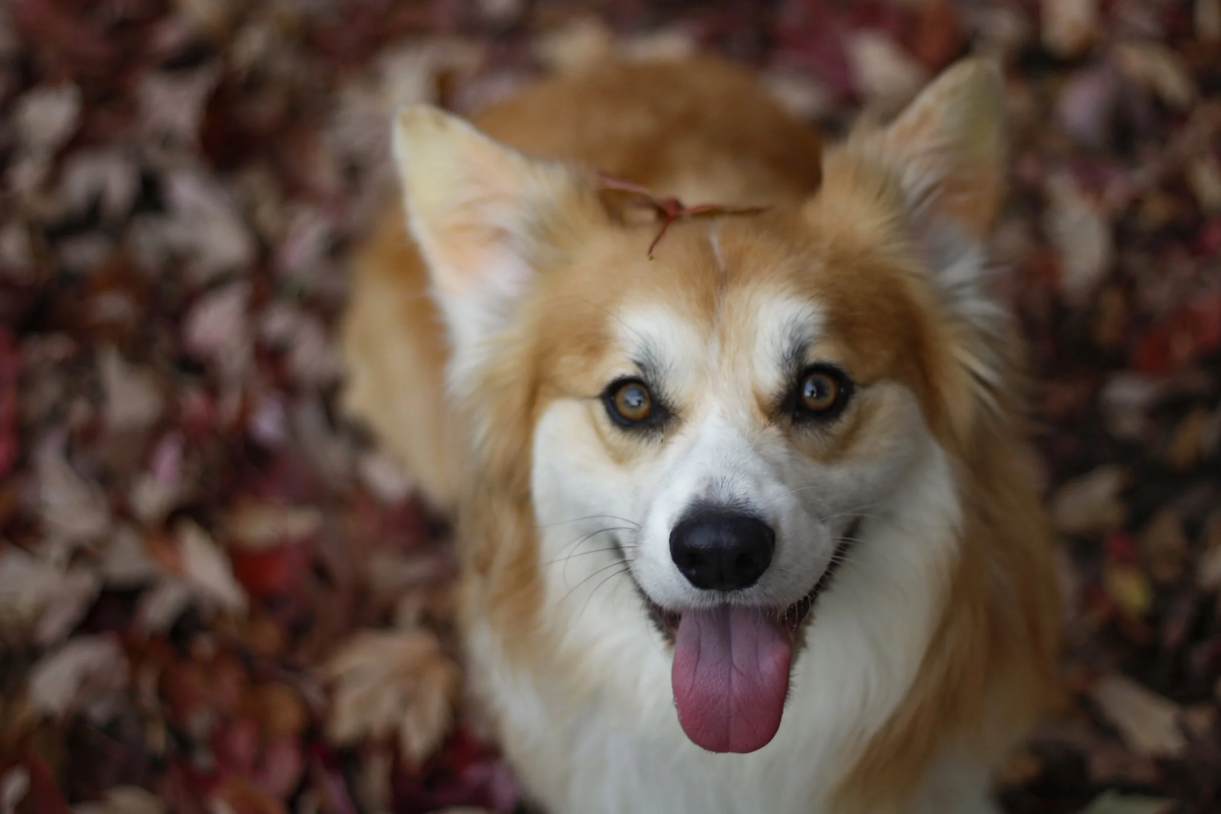 Pawtography_PAM (3).JPG