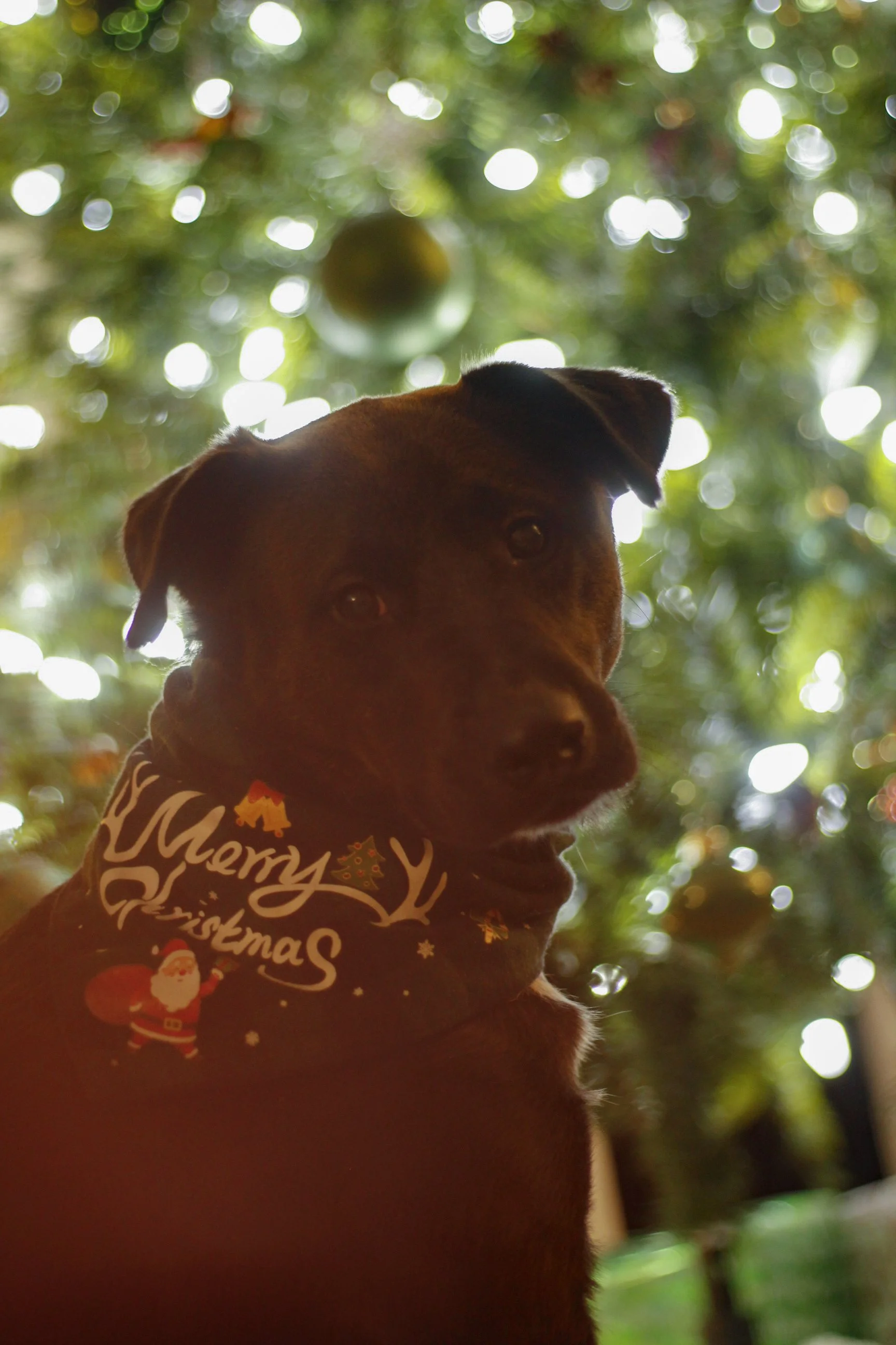 Pawtography_Castillofam (57).JPG