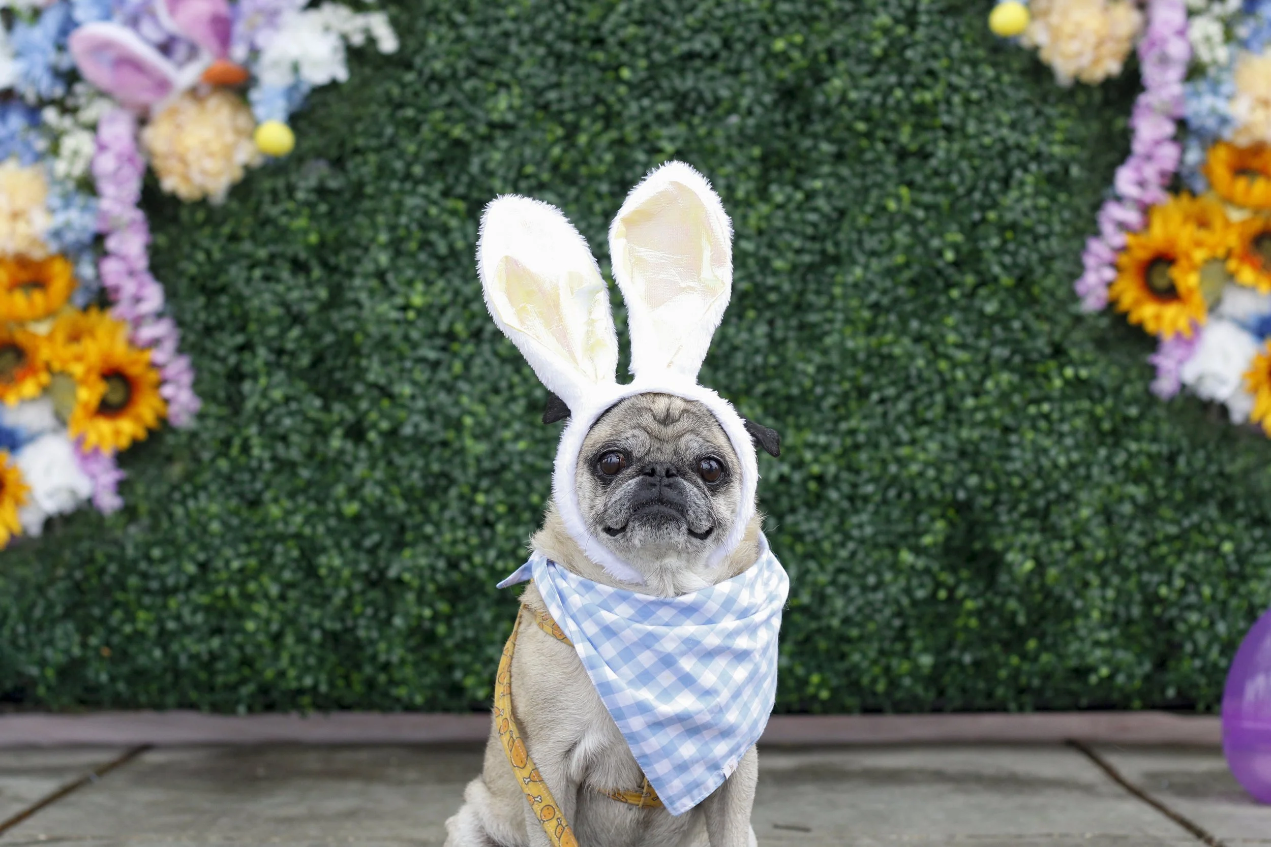 Puppy Paw-ty & Dog Easter Egg Hunt