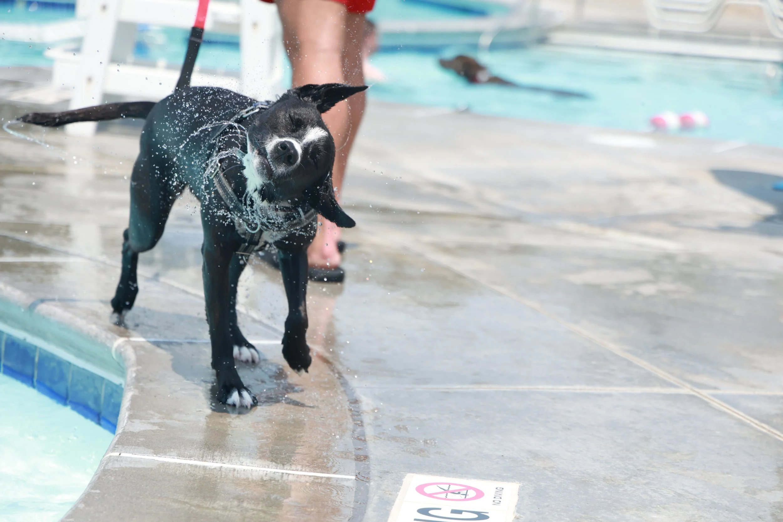 Pet Poolooza 2026
