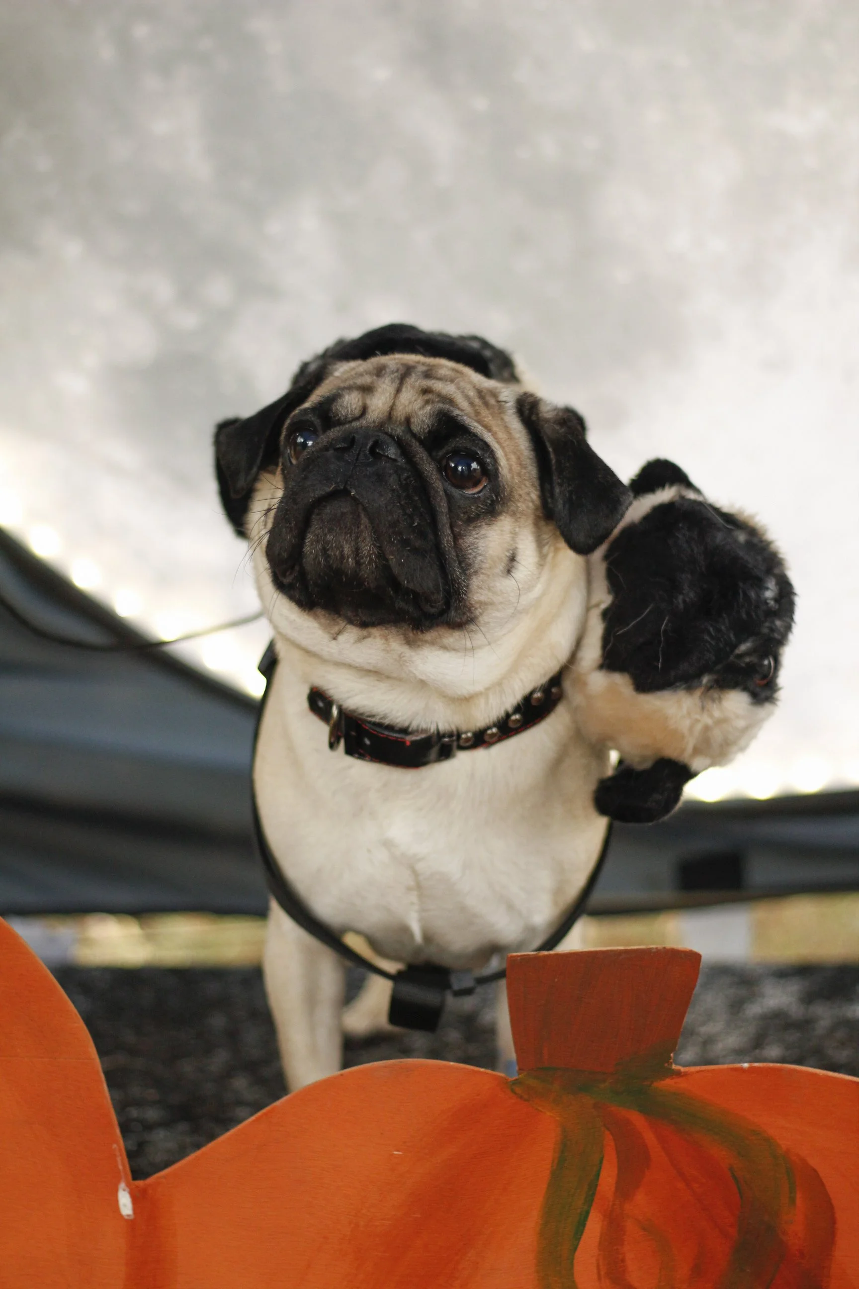 Pawtography_1066.JPG