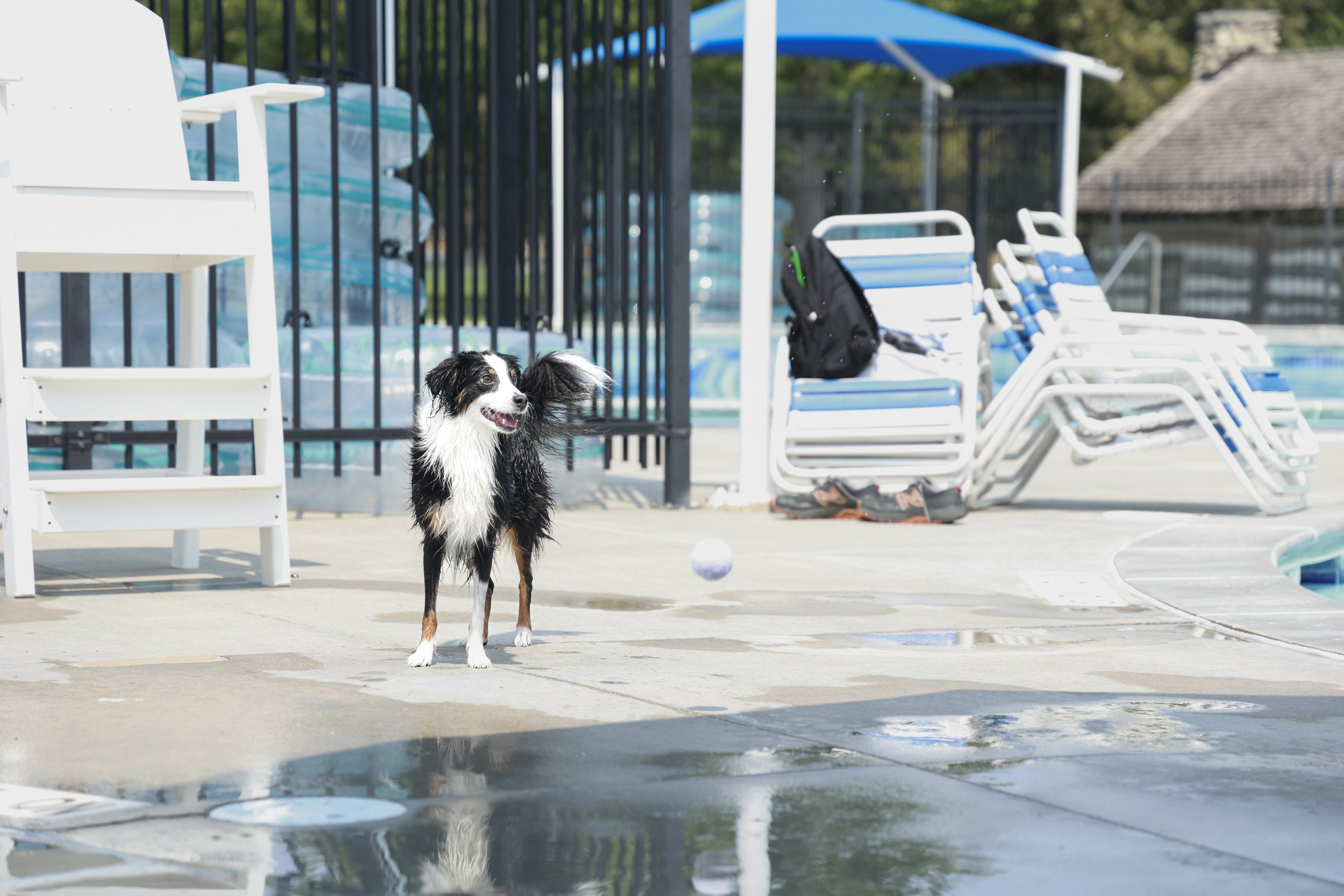Paw_Poolooza105.JPG