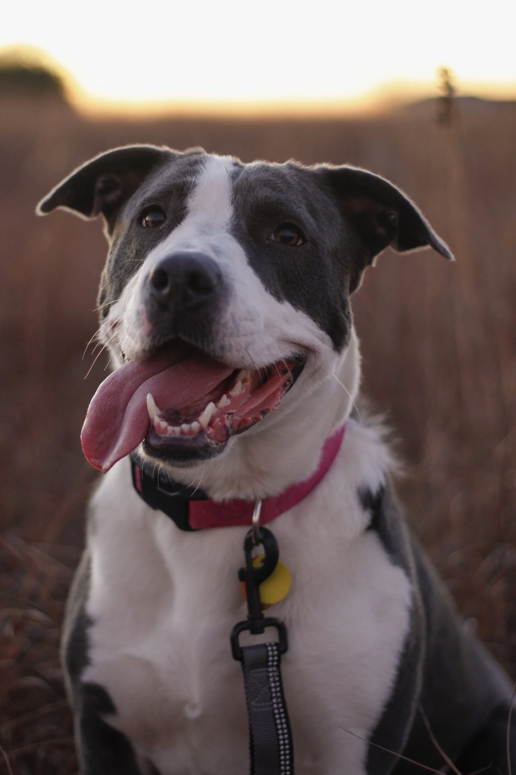 Pawtography_Myalter (7).JPG