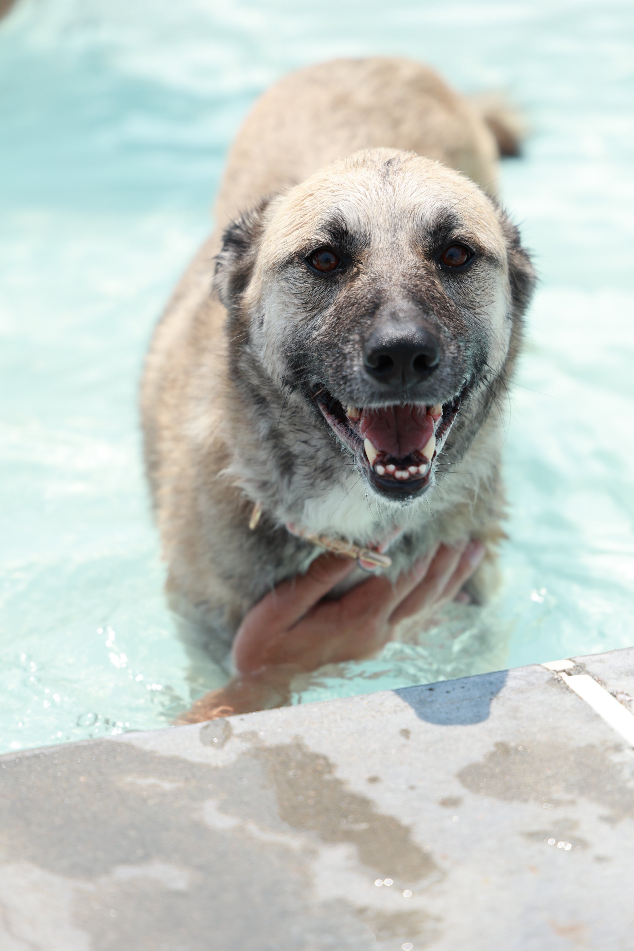 Paw_Poolooza108.JPG