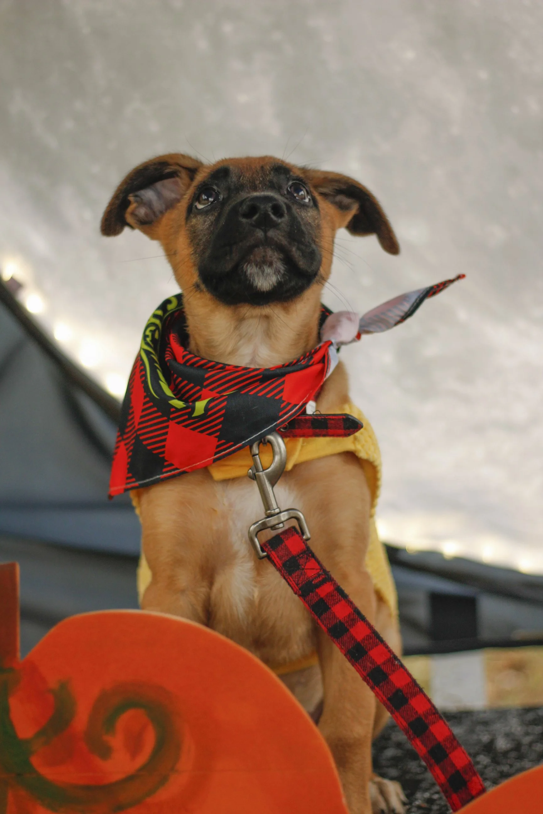 Pawtography_0362.JPG