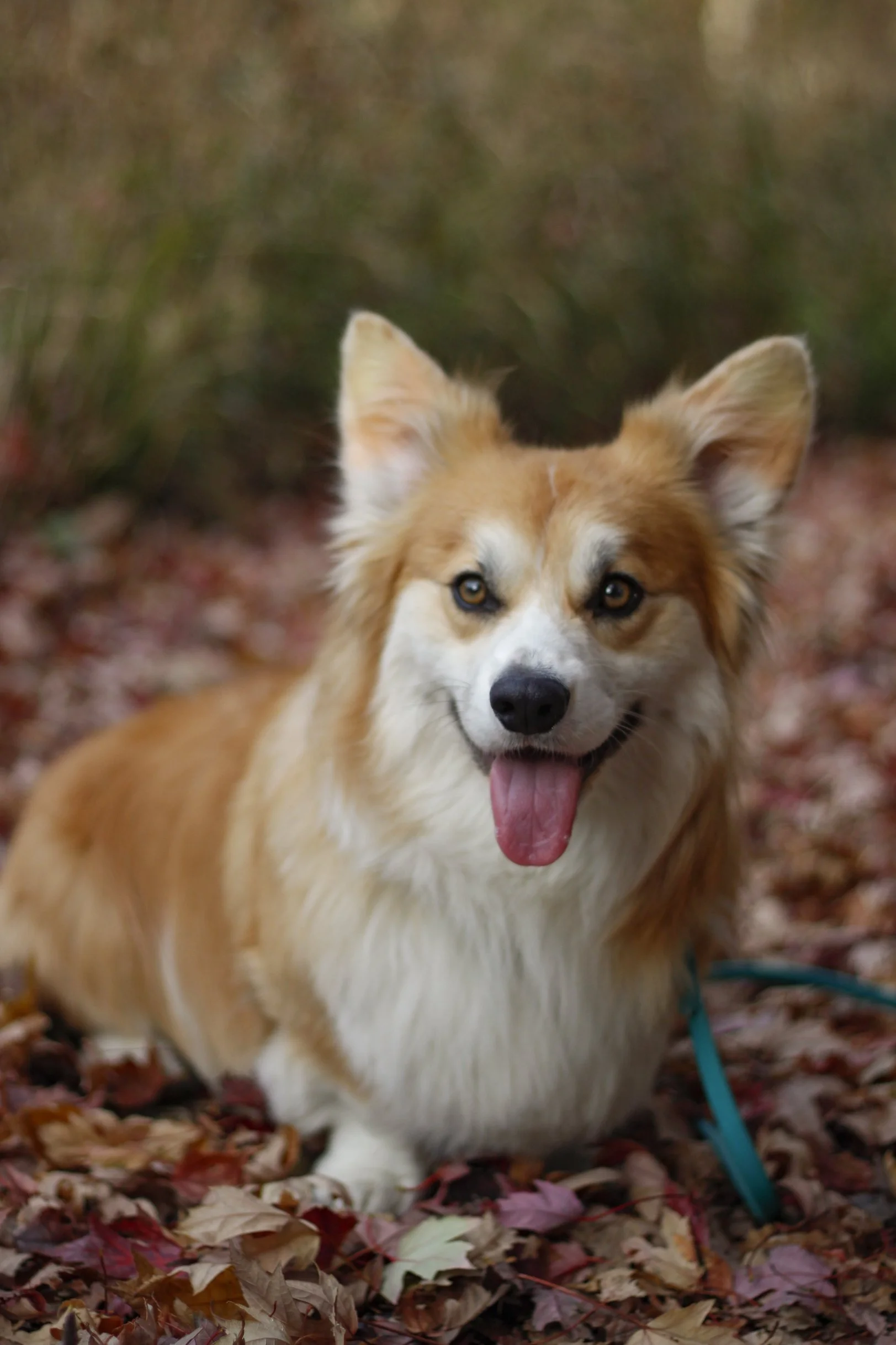 Pawtography_PAM (1).JPG