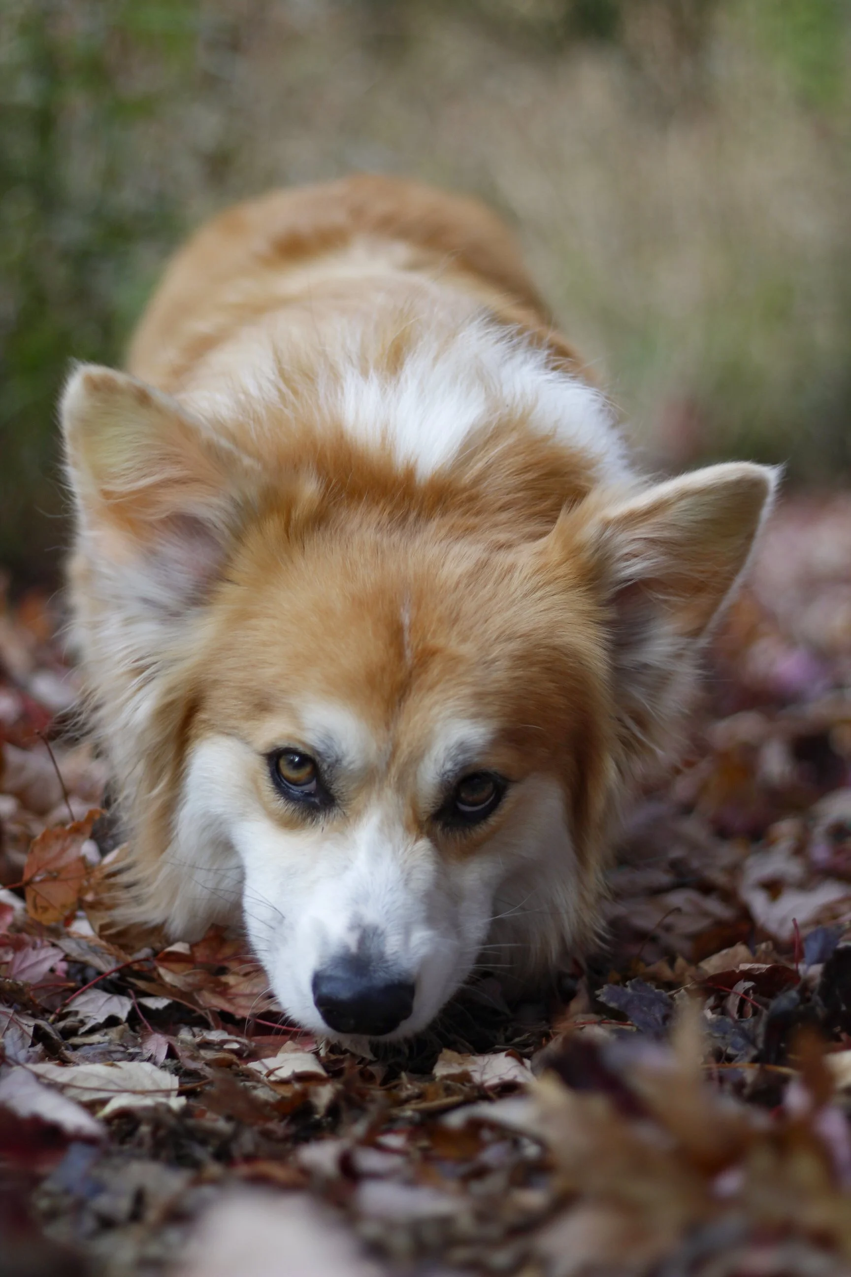 Pawtography_PAM (9).JPG