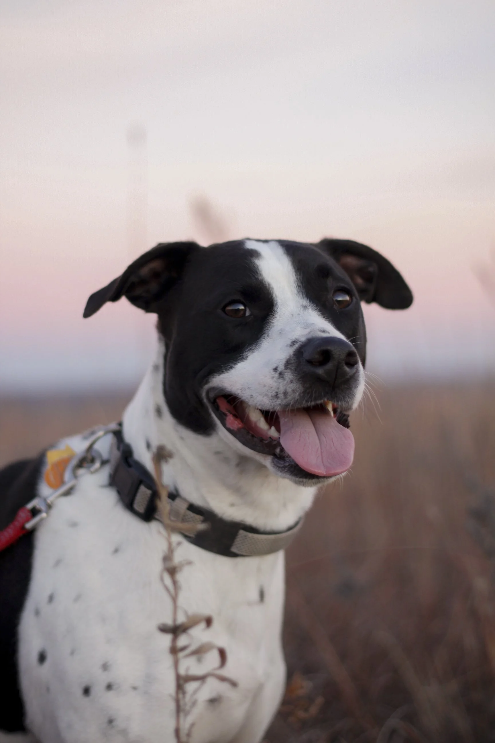 Pawtography_Myalter (3).JPG