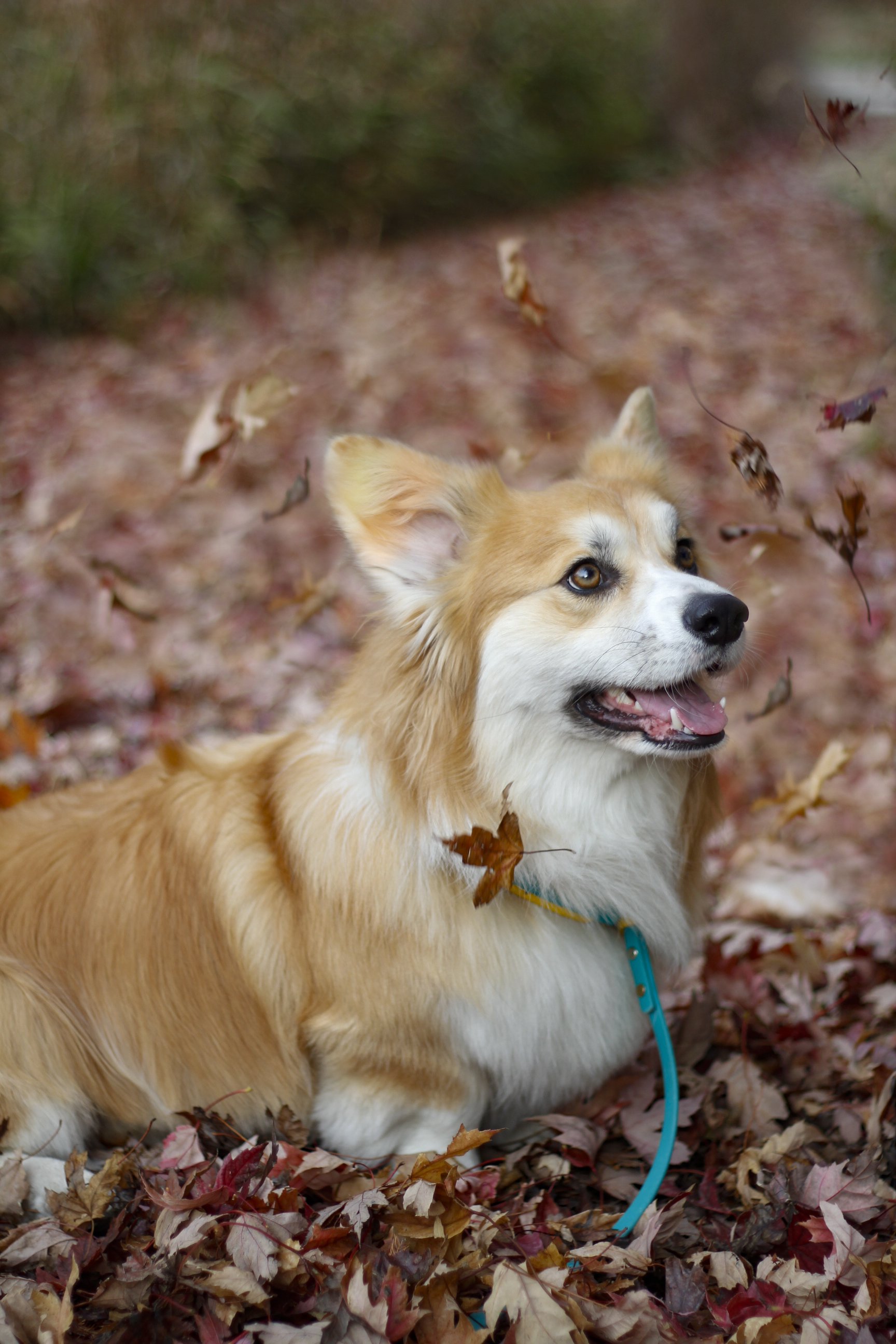 Pawtography_PAM (5).JPG