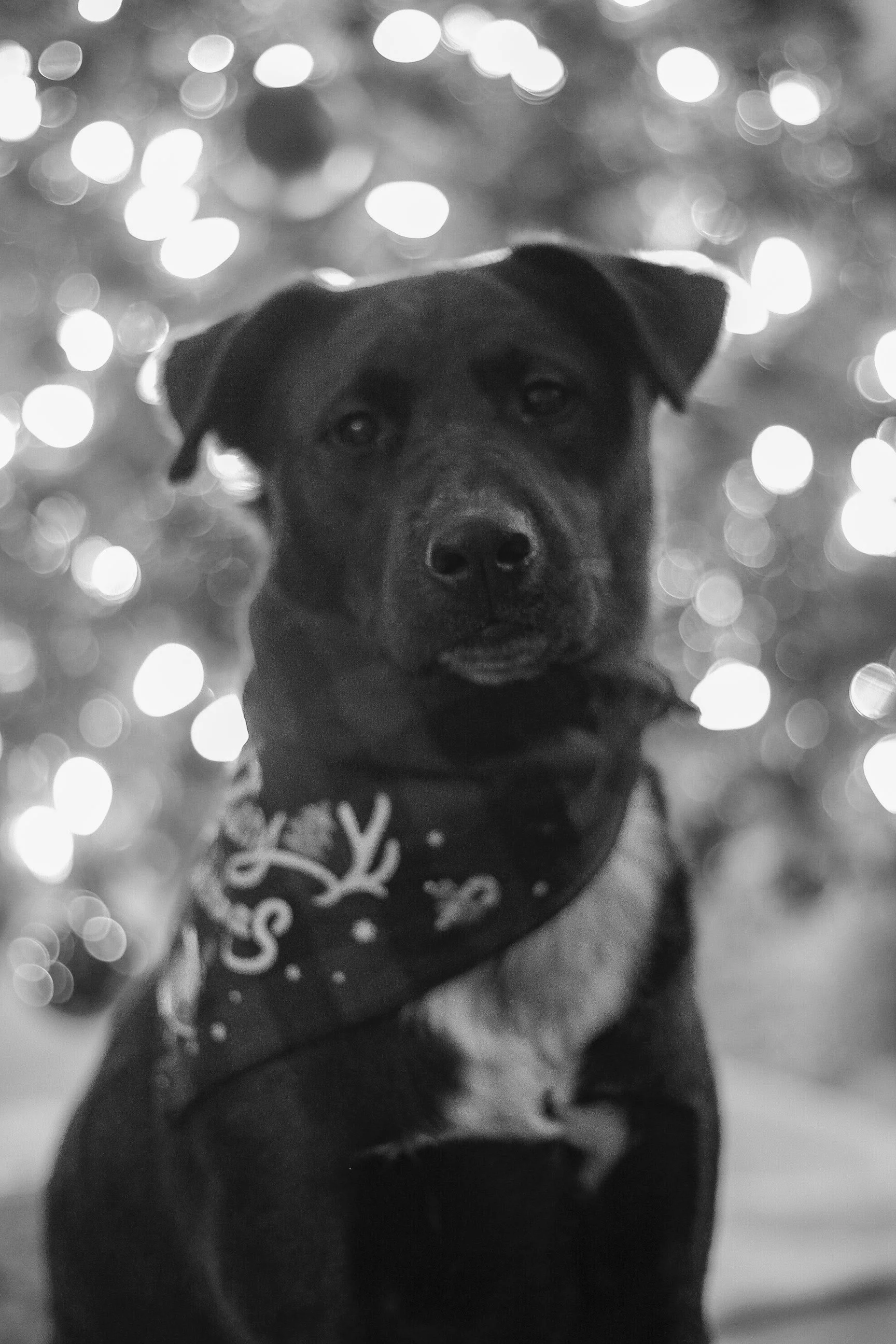 Pawtography_Castillofam (56).JPG