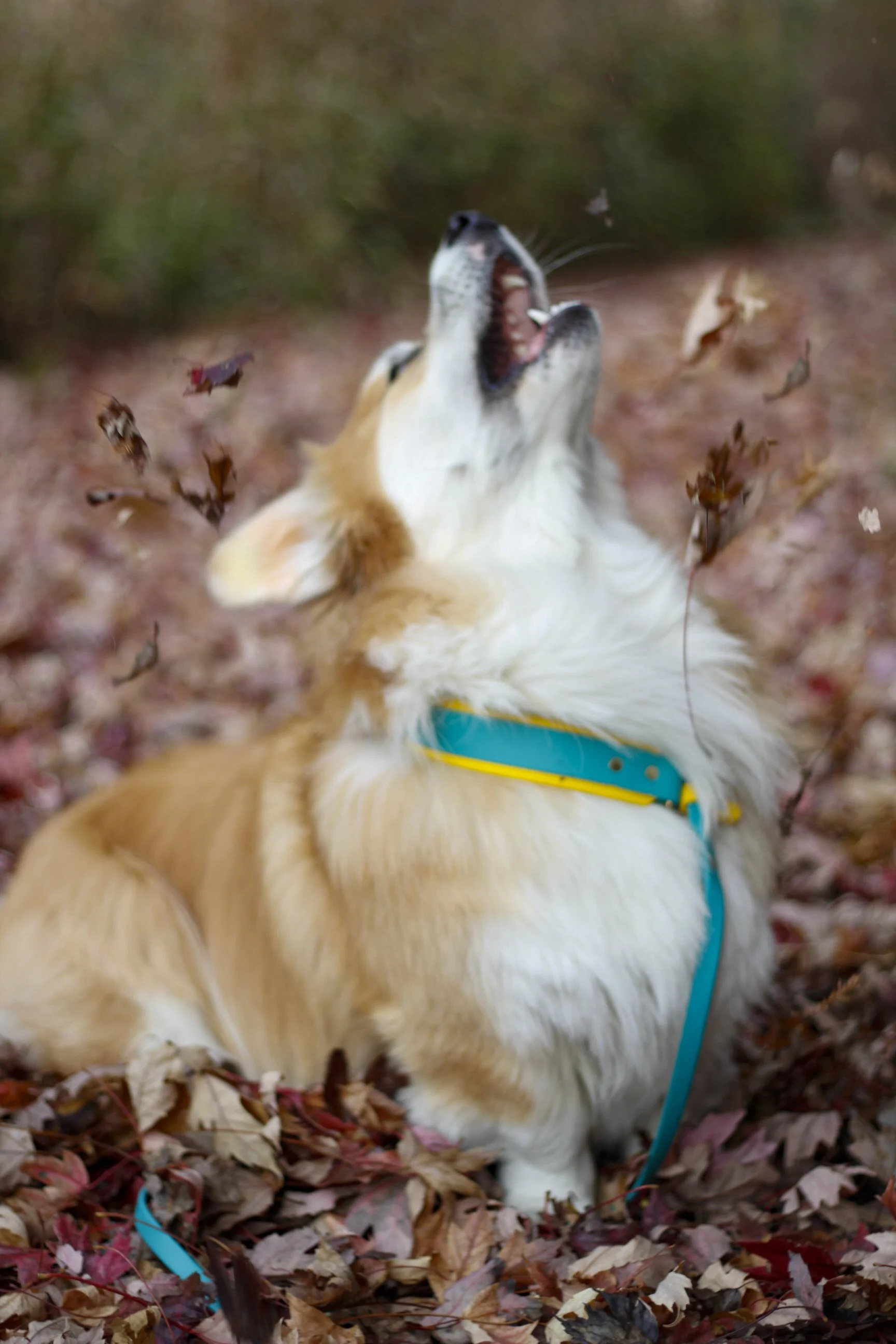 Pawtography_PAM (7).JPG