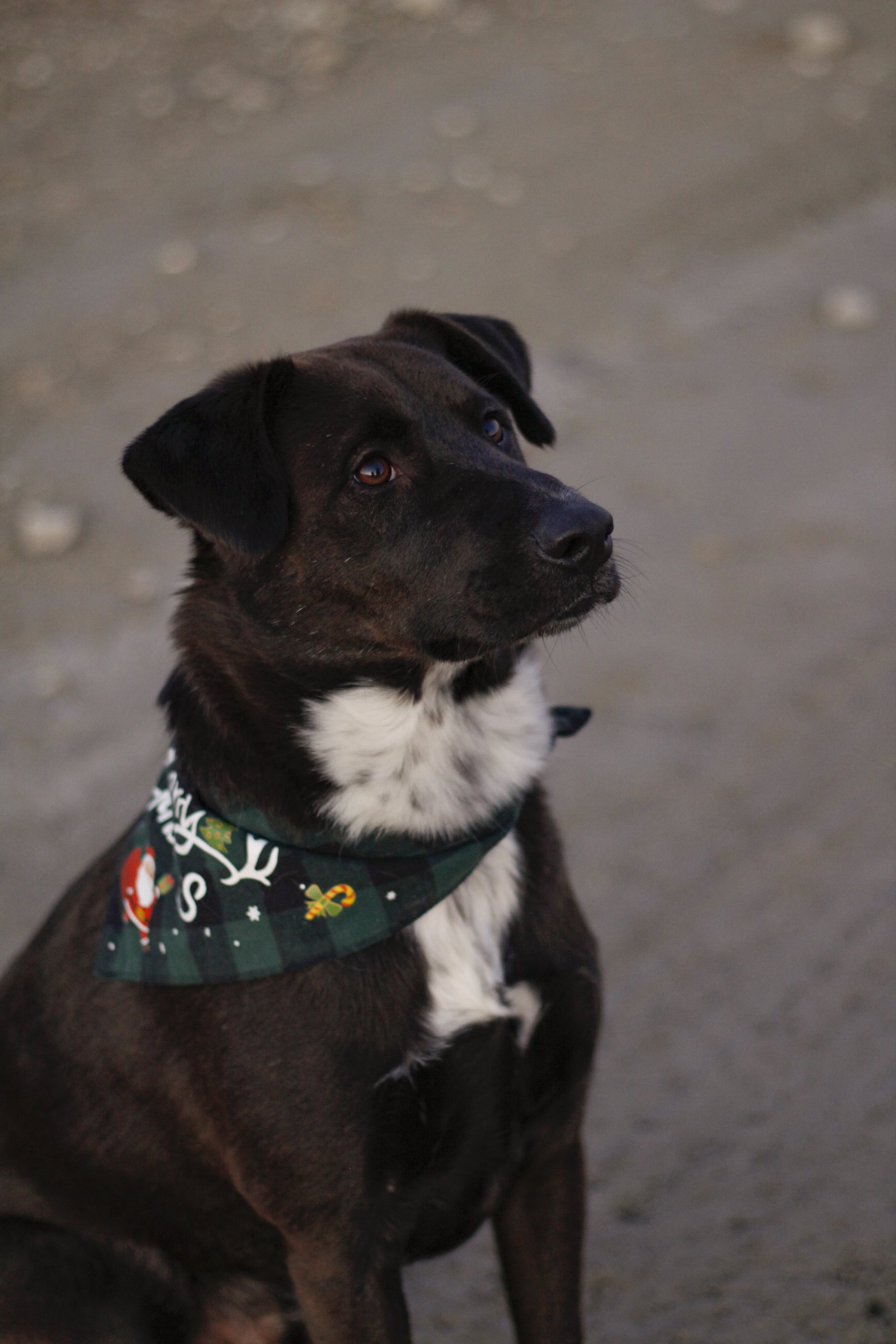 Pawtography_Castillofam (54).JPG