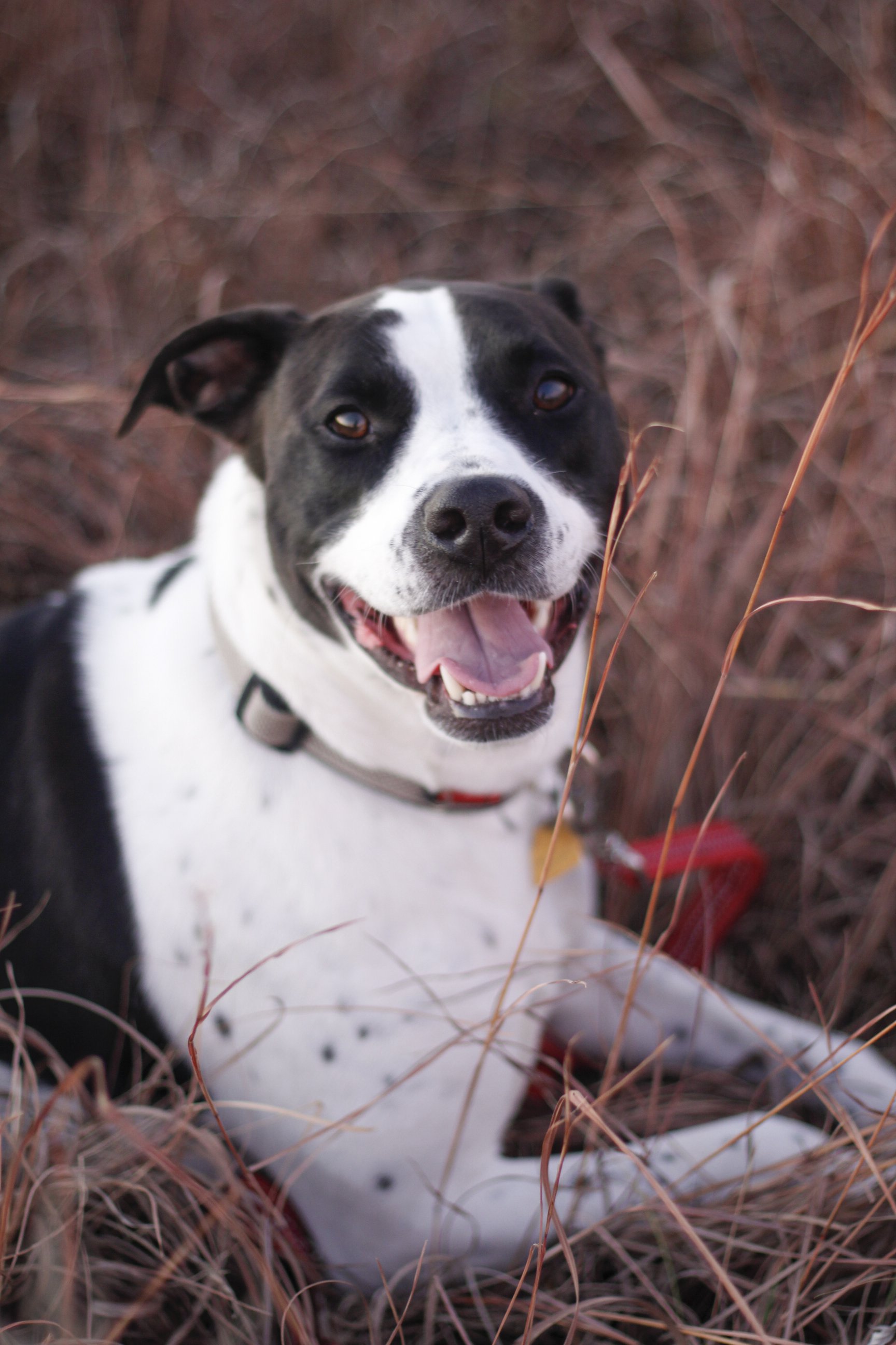 Pawtography_Myalter (8).JPG