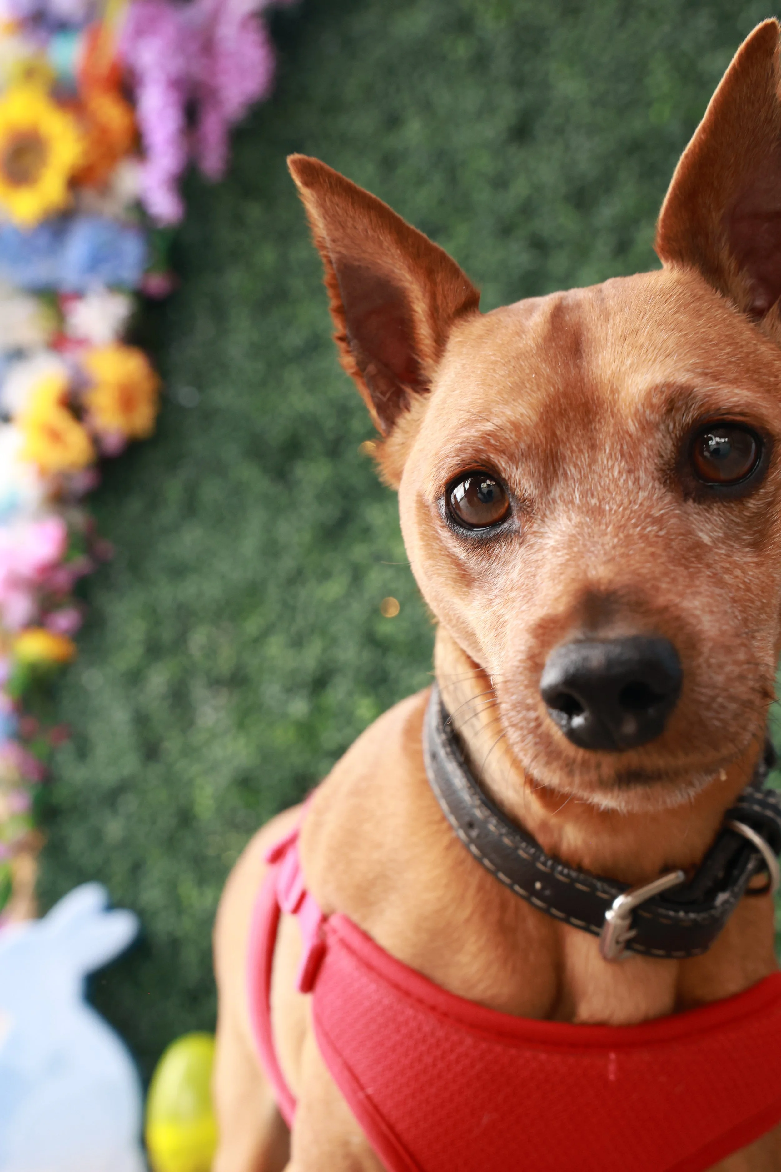 PuppyPawty_125.JPG