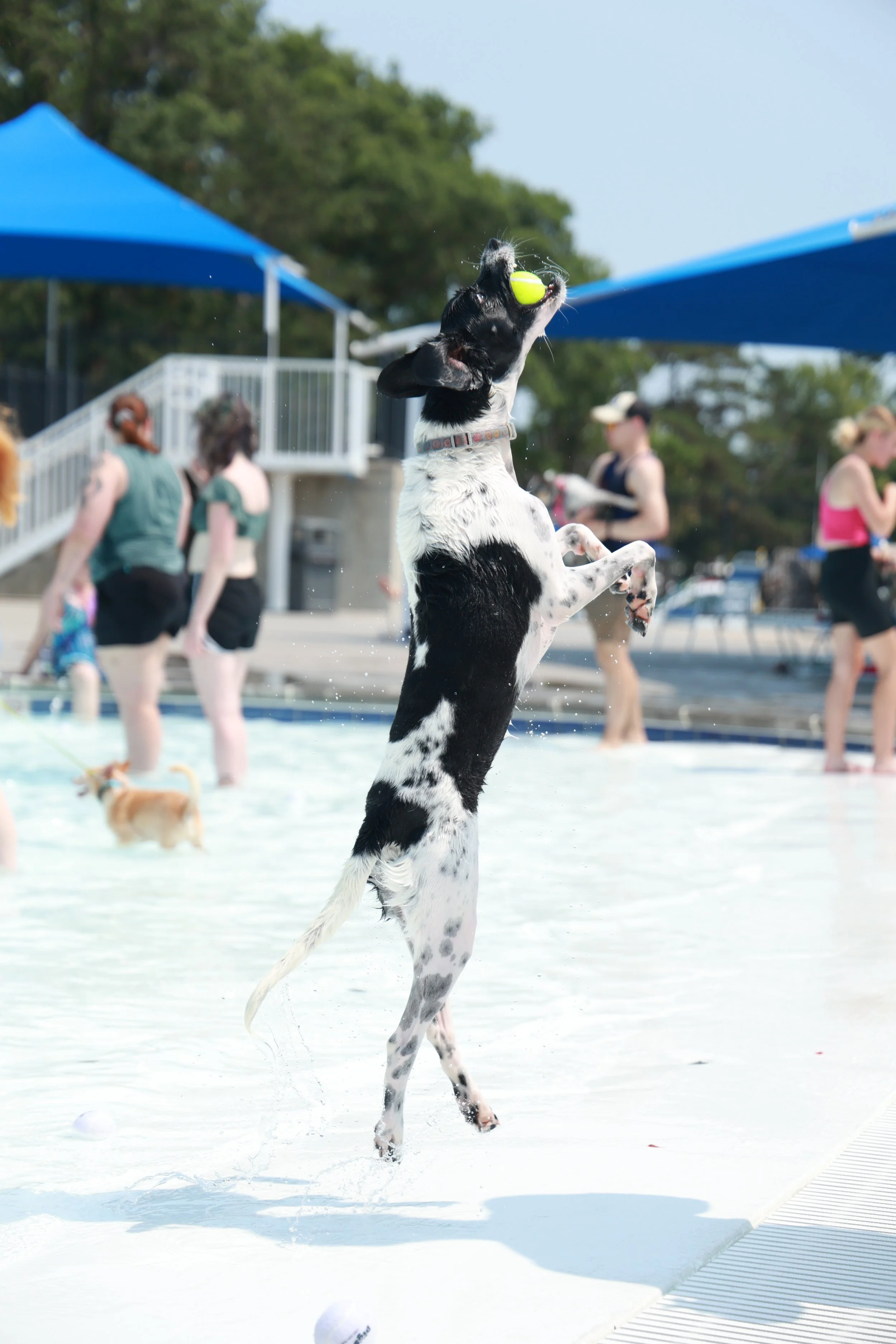 Paw_Poolooza148.JPG