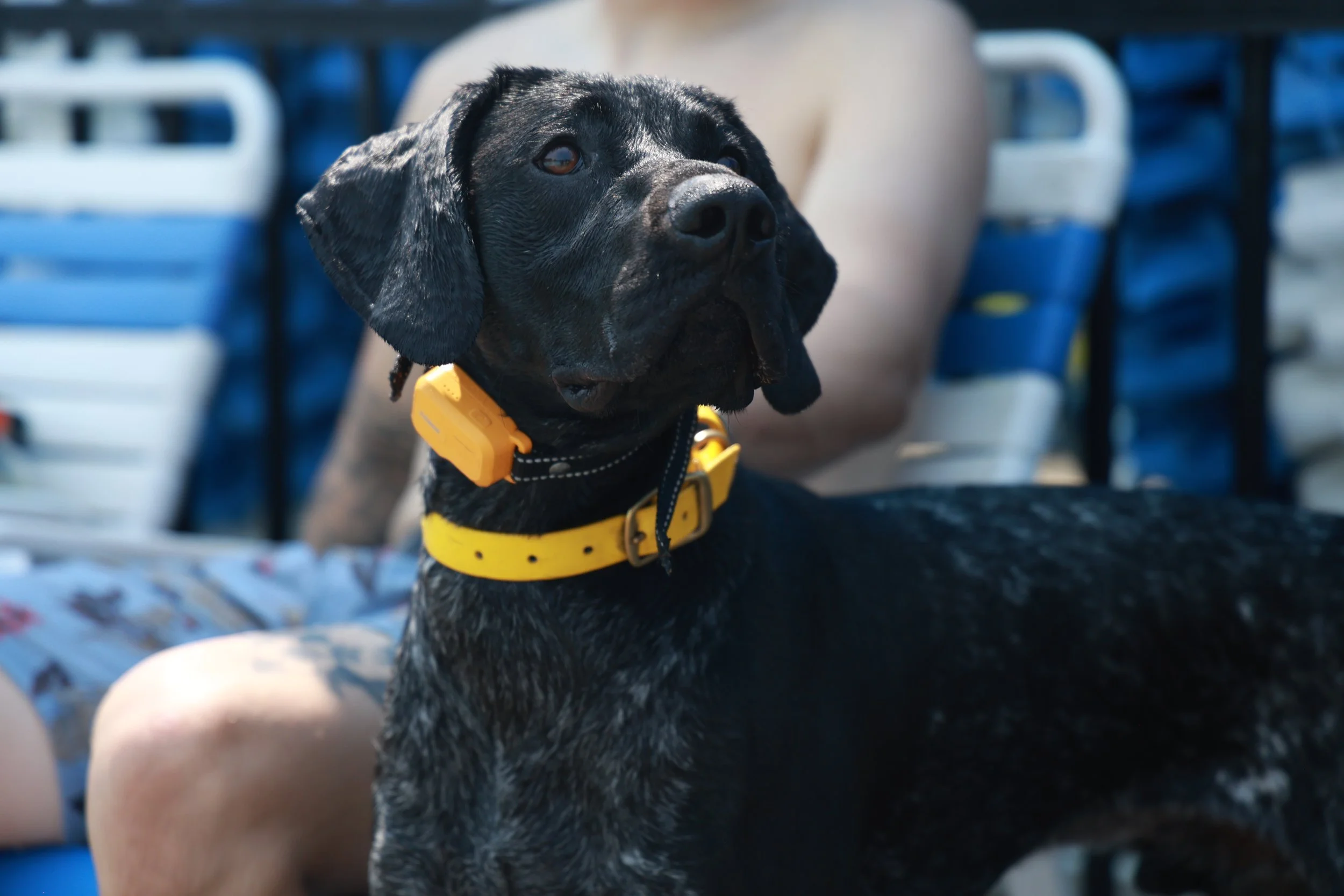 Paw_Poolooza184.JPG
