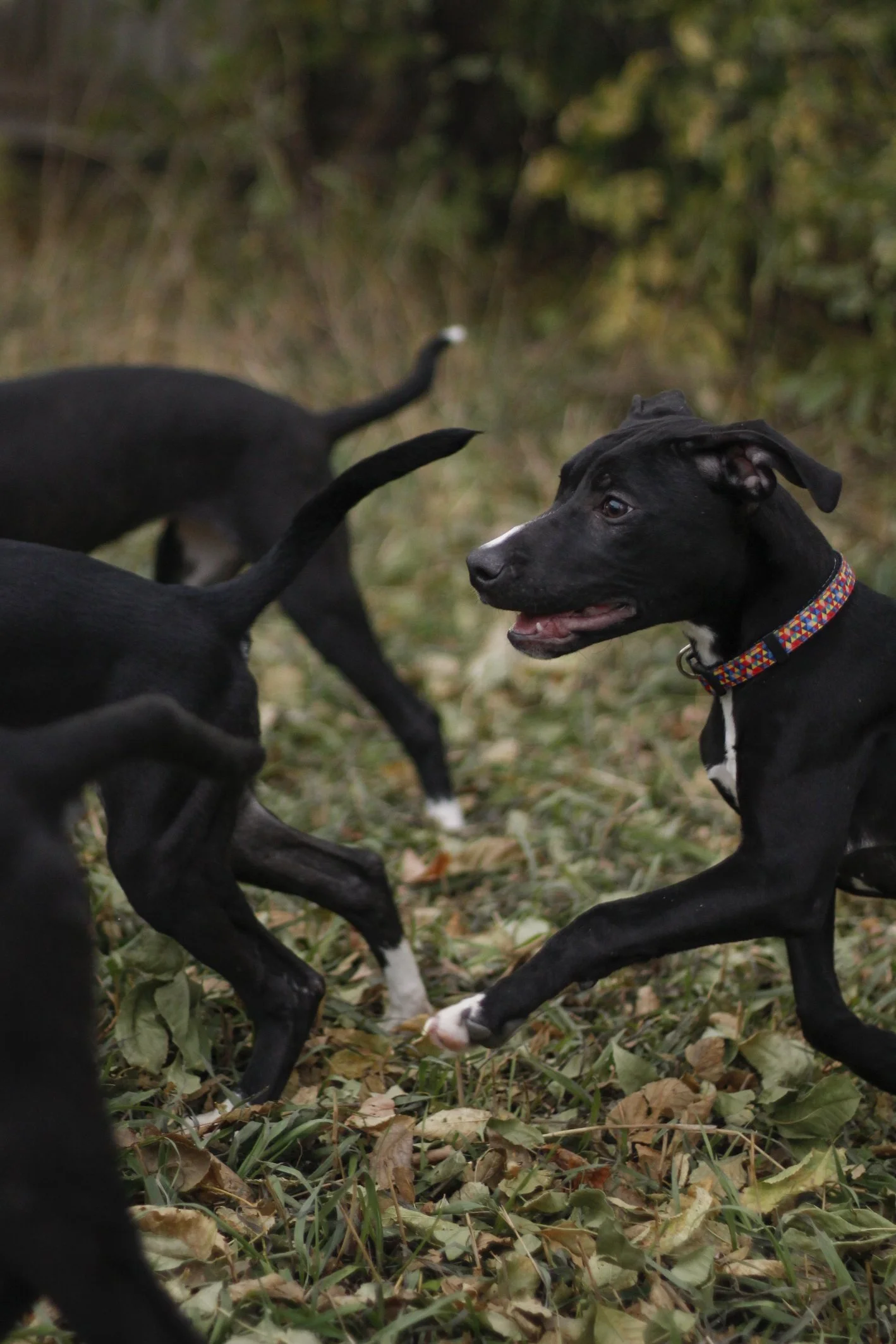 Puppies_Pepper01.JPG