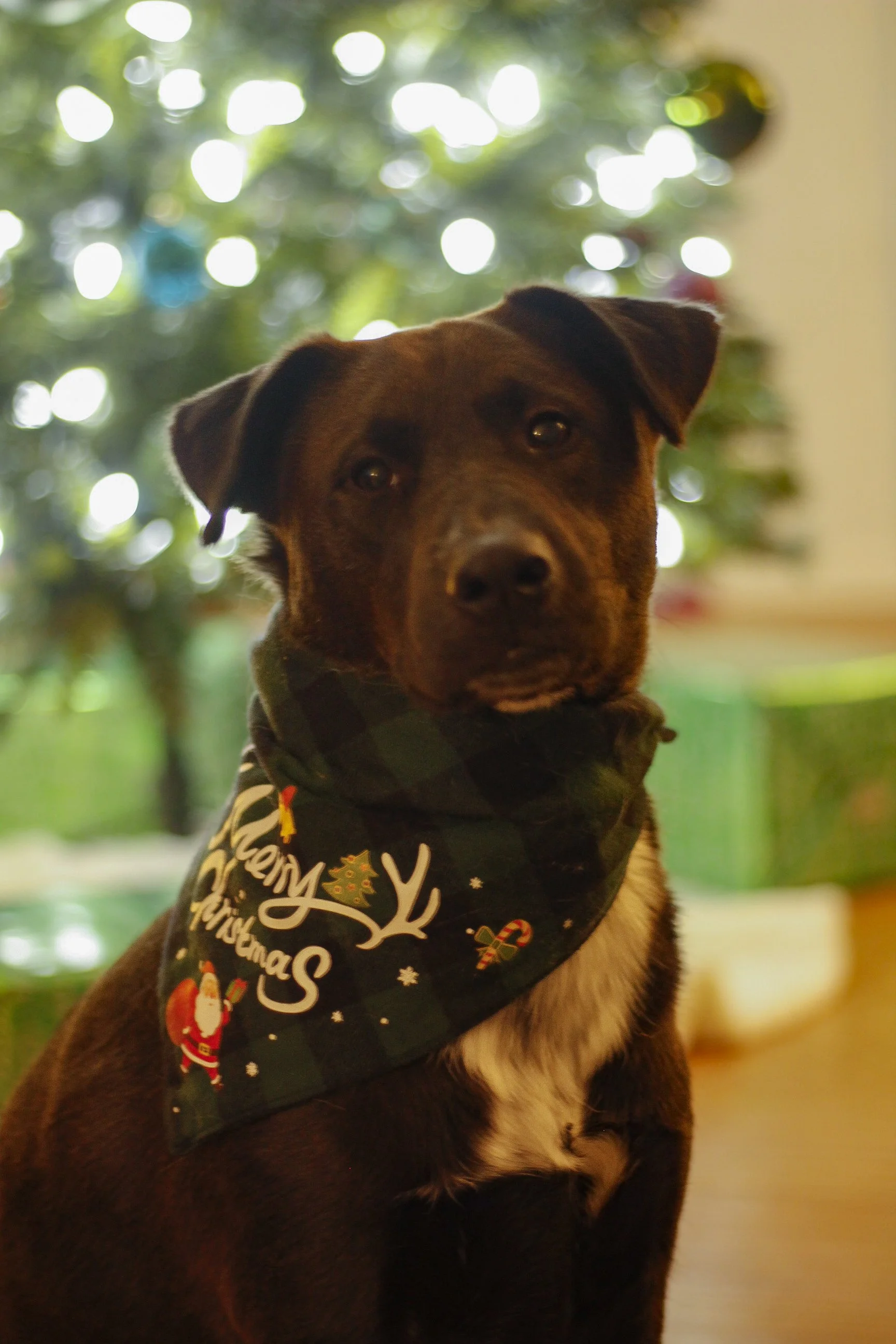 Pawtography_Castillofam (55).JPG