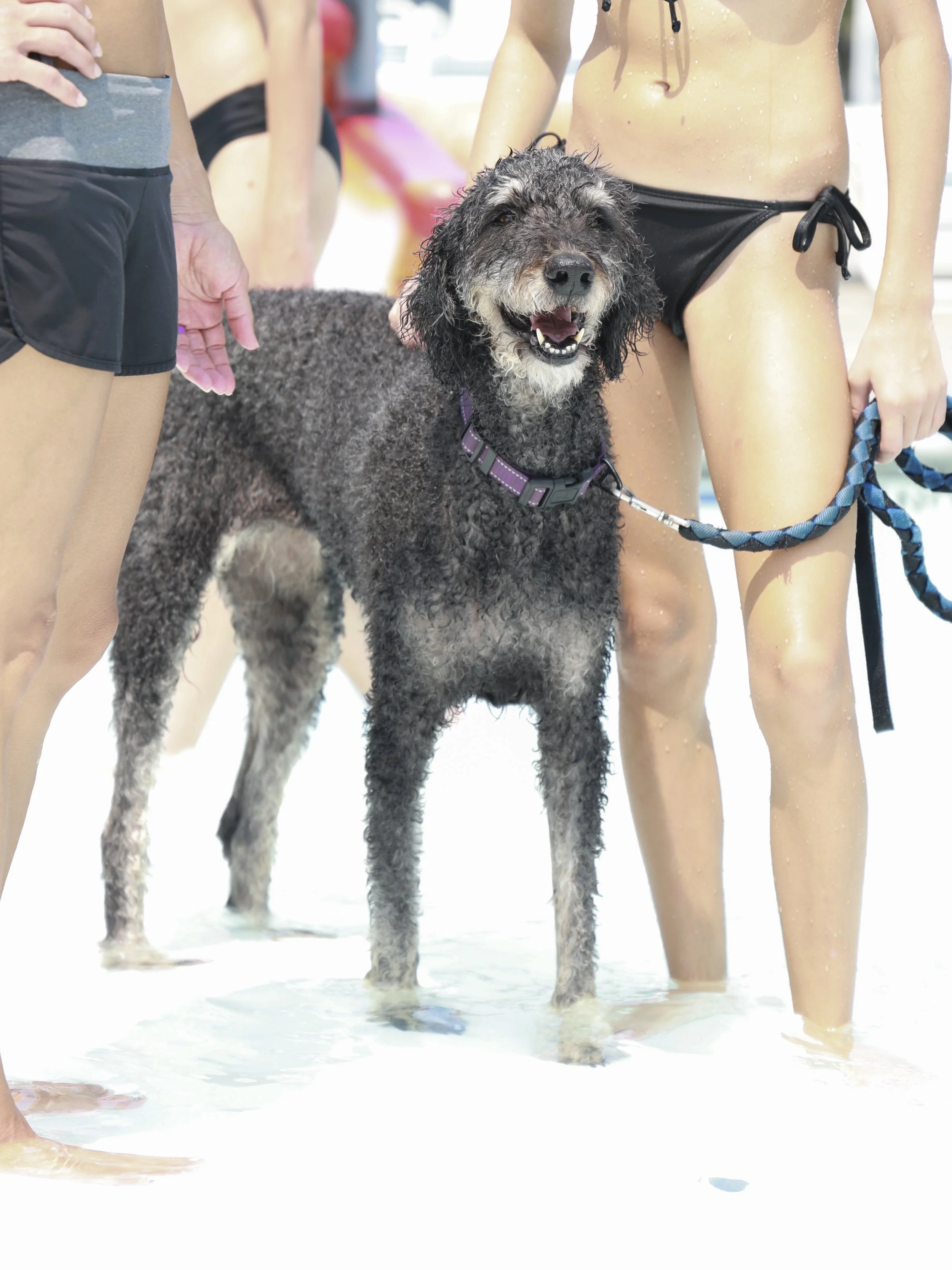 Paw_Poolooza103.JPG