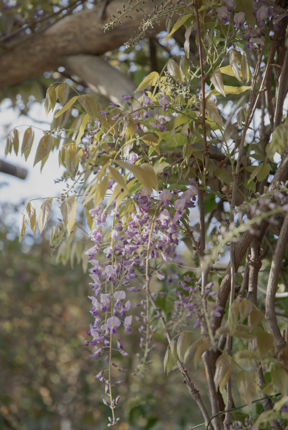 Screenshot 2025-12-28 at 1.17.03 PM.png