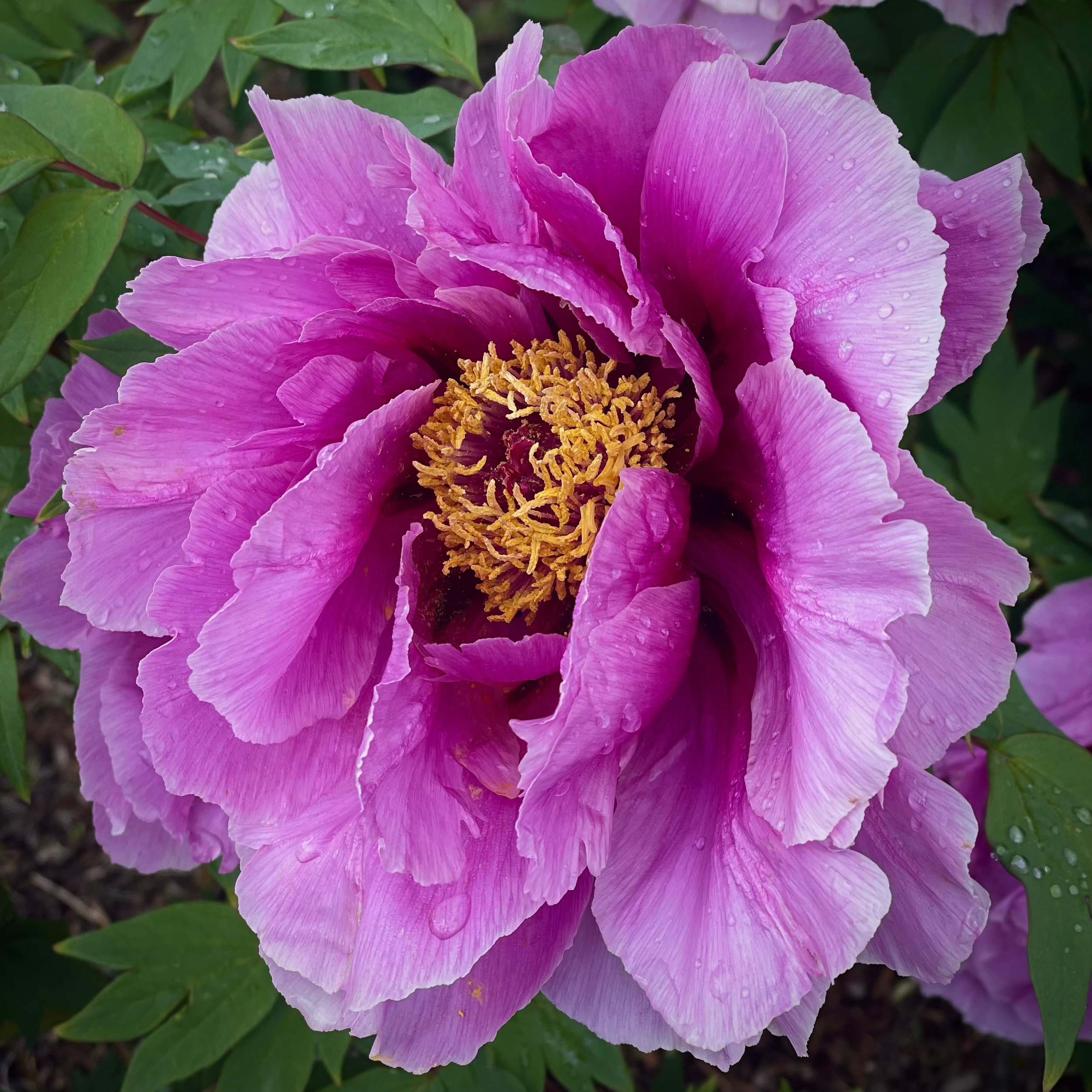 April showers bring May flowers&hellip; and May showers too. Check out this beautiful peony on SE Raymond St. this beauty is about the size of your hand! 🌸 🖐️ 

.
Do you have some beautiful pictures  of the Reed Neighborhood? Tag them with #reednei