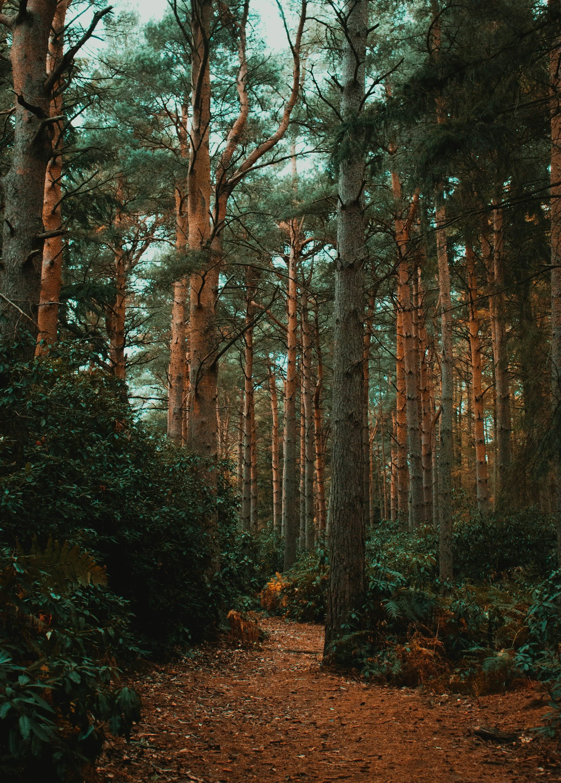 Forest path representing the gradual process of healing from hidden trauma