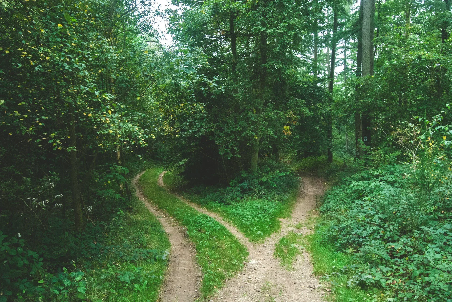 IFS Therapy: Have You Ever Argued With Yourself?