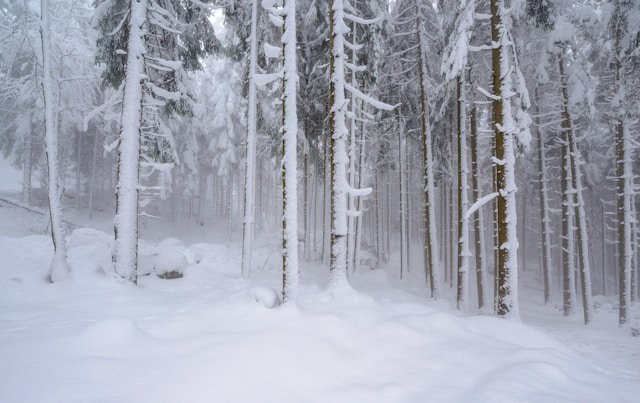 Snow-covered Colorado forest during winter, representing reflection, rest, and Seasonal Affective Disorder (SAD).